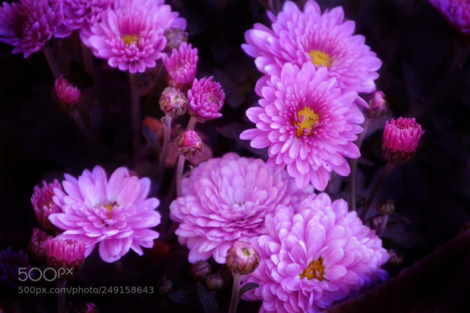 Nikon D3100 sample photo. Very pink flowers photography