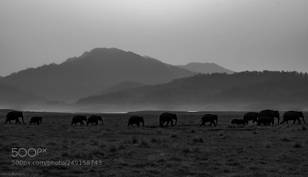 Sony ILCA-77M2 sample photo. Herd instinct photography