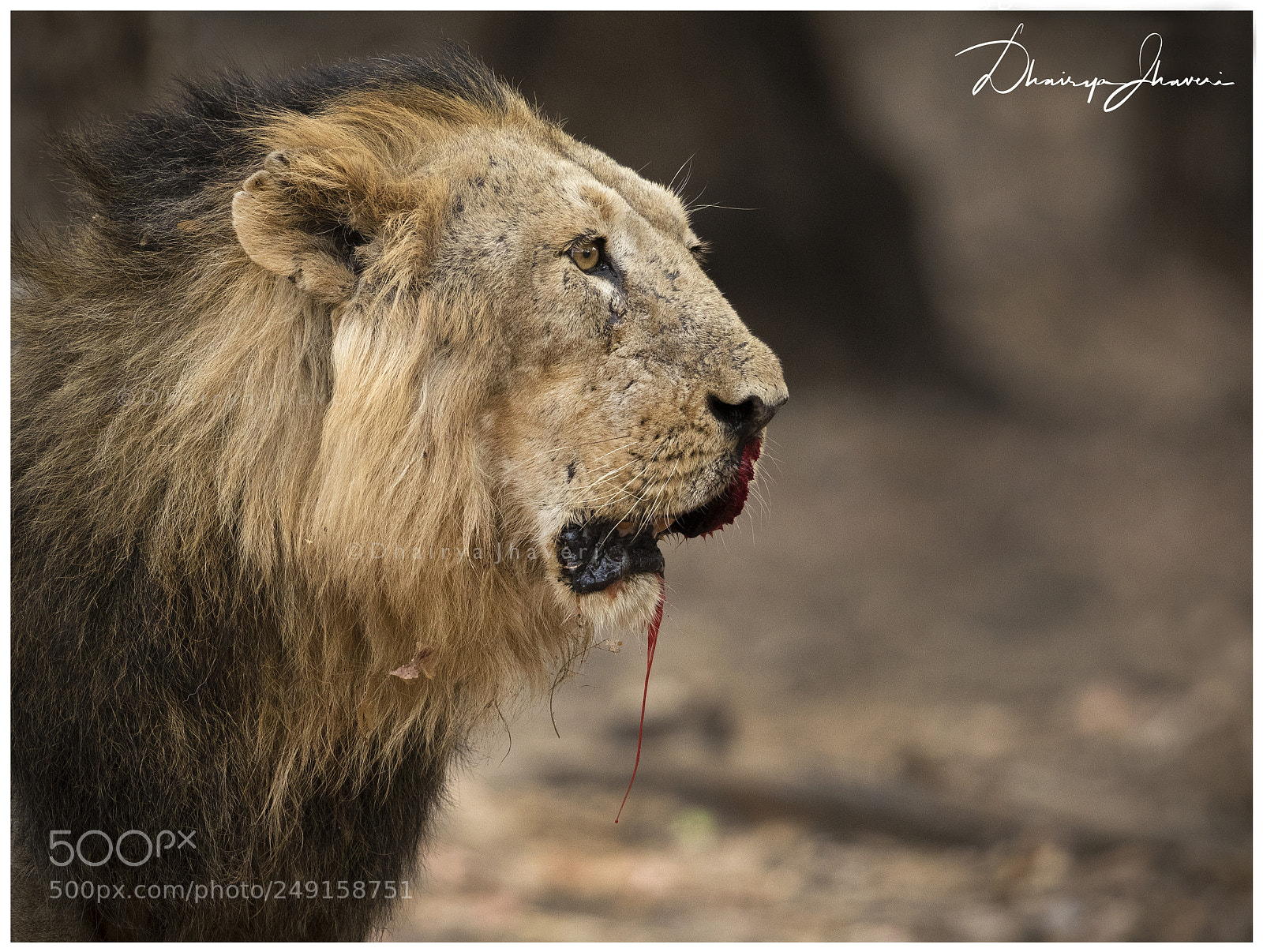 Canon EOS 7D Mark II sample photo. The bleeding king photography