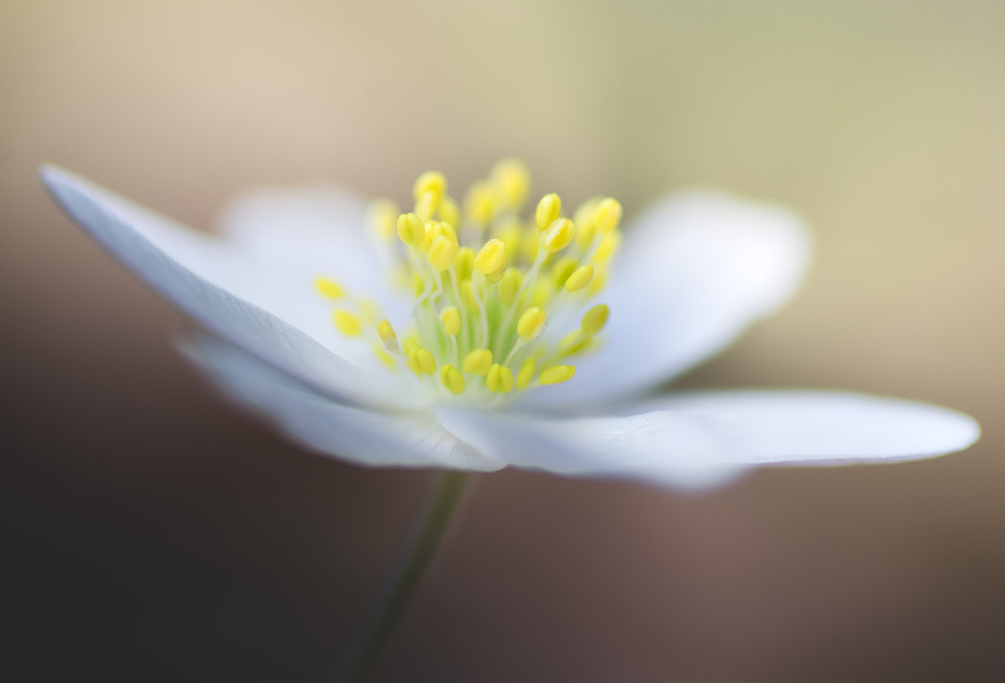 Pentax K-5 + Tamron SP AF 90mm F2.8 Di Macro sample photo. La délicatesse photography