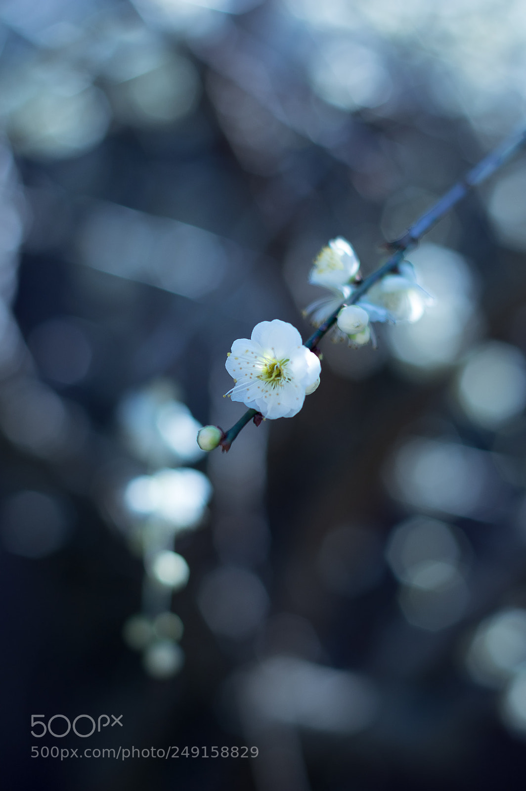 Pentax K-3 II sample photo. One photography