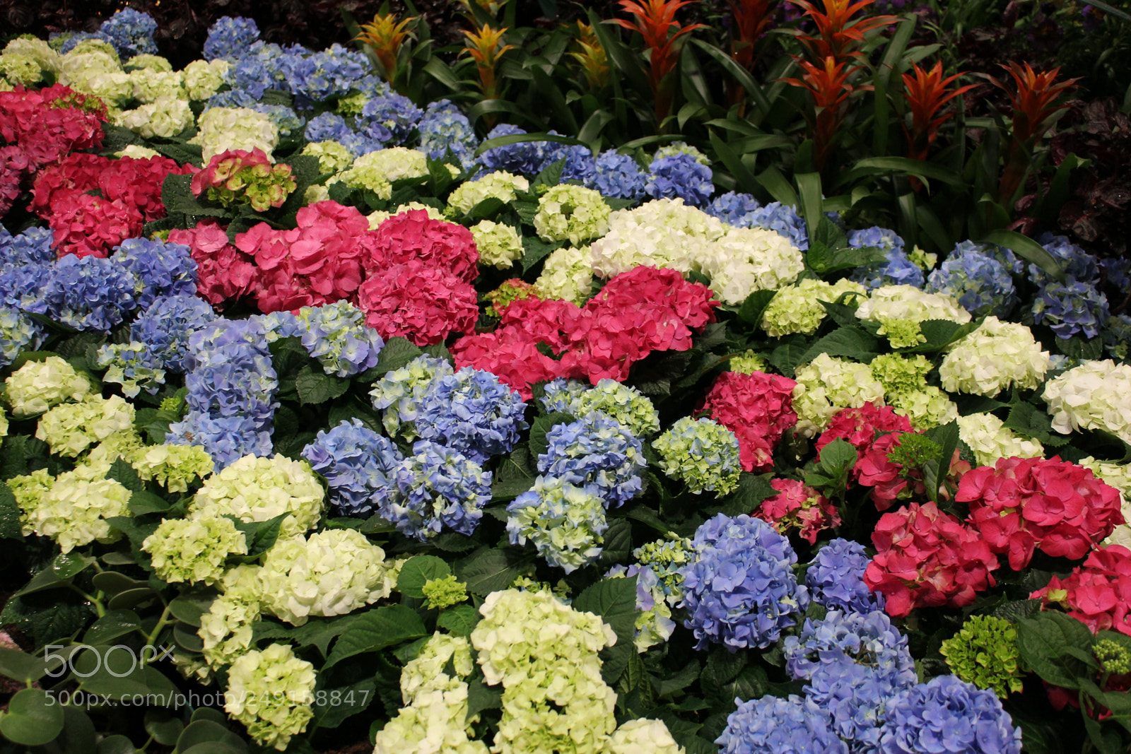 Canon EOS 550D (EOS Rebel T2i / EOS Kiss X4) sample photo. Canada blooms 2018 toronto photography