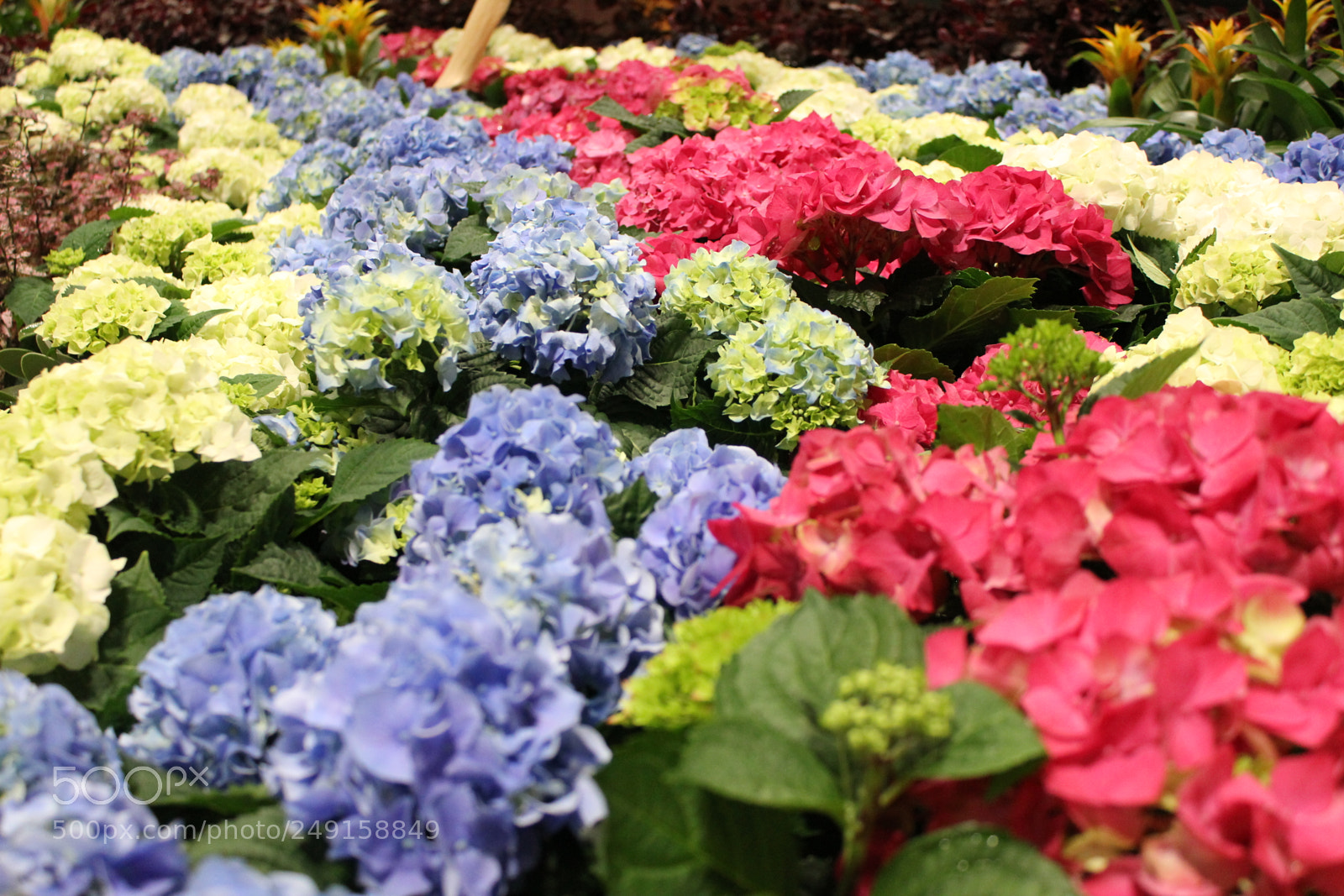 Canon EOS 550D (EOS Rebel T2i / EOS Kiss X4) sample photo. Canada blooms 2018 toronto photography