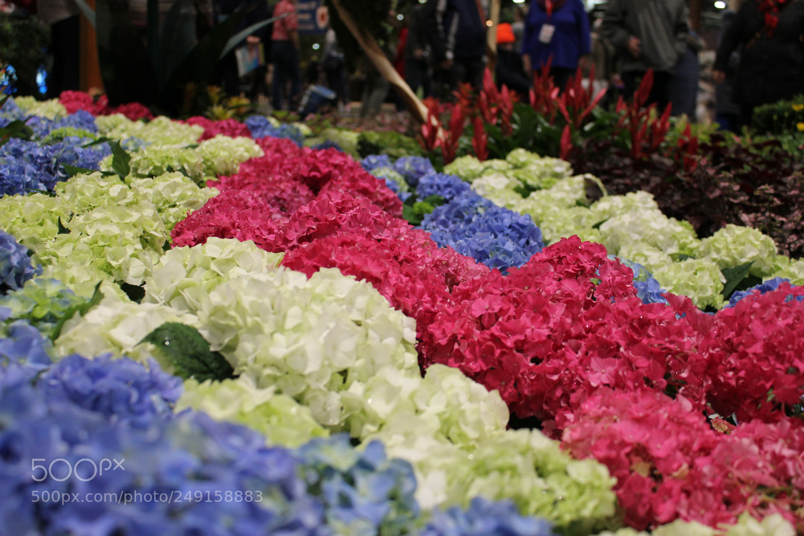 Canon EOS 550D (EOS Rebel T2i / EOS Kiss X4) sample photo. Canada blooms 2018 toronto photography