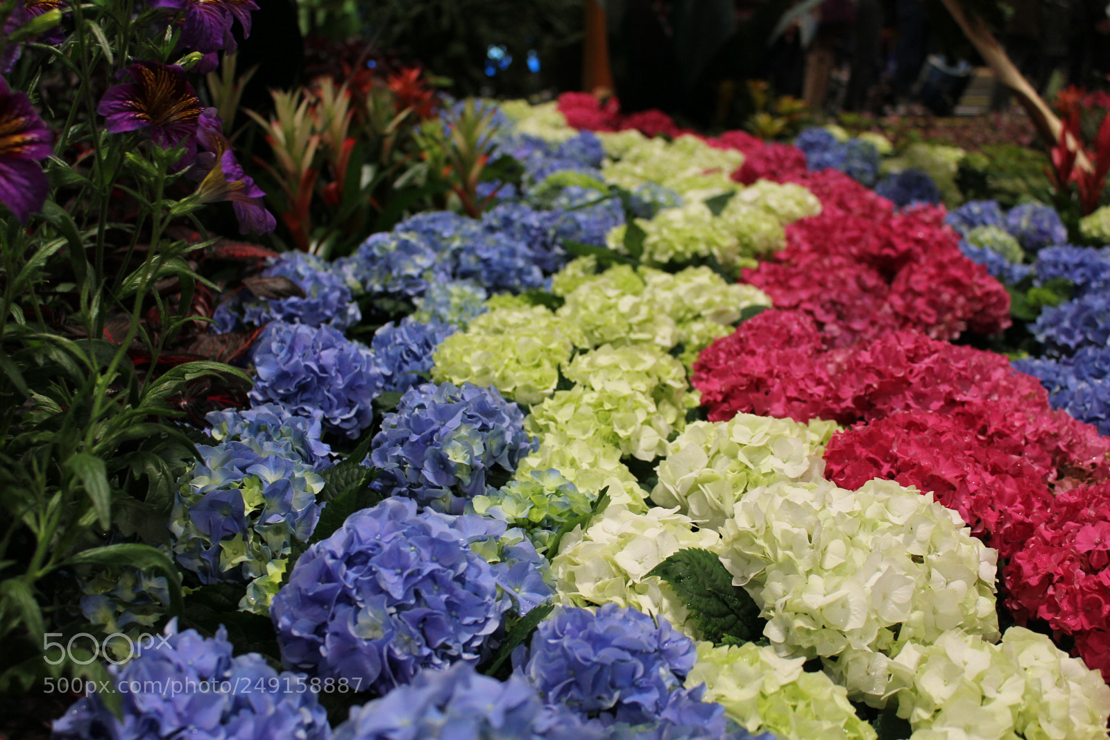 Canon EOS 550D (EOS Rebel T2i / EOS Kiss X4) sample photo. Canada blooms 2018 toronto photography
