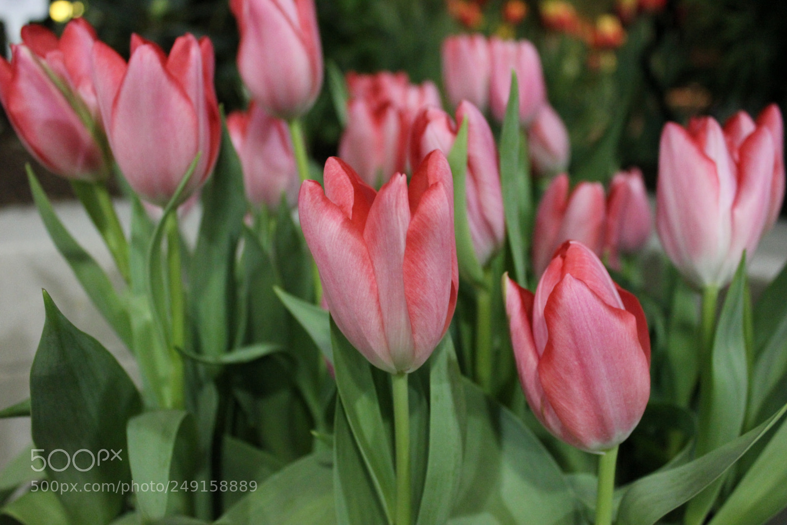 Canon EF-S 18-55mm F3.5-5.6 IS sample photo. Canada blooms 2018 toronto photography