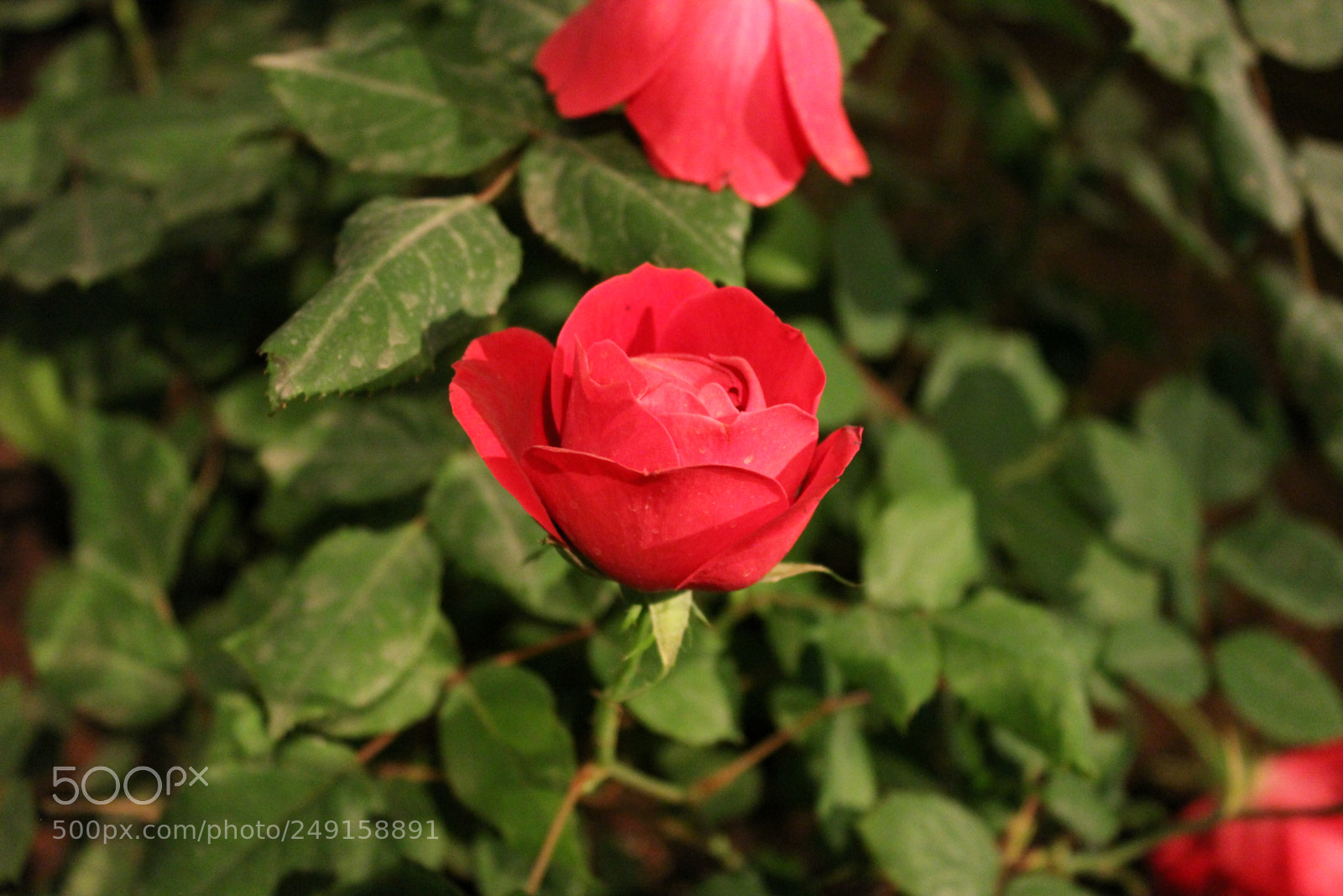 Canon EOS 550D (EOS Rebel T2i / EOS Kiss X4) sample photo. Canada blooms 2018 toronto photography