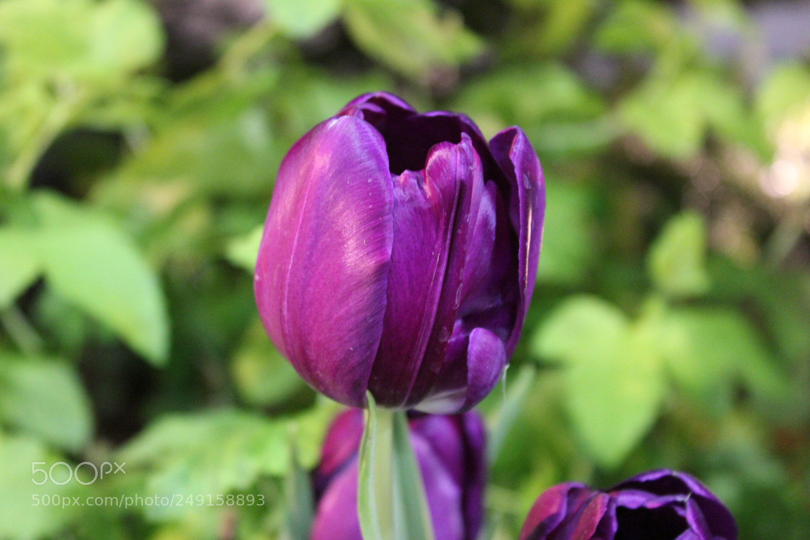 Canon EOS 550D (EOS Rebel T2i / EOS Kiss X4) sample photo. Canada blooms 2018 toronto photography