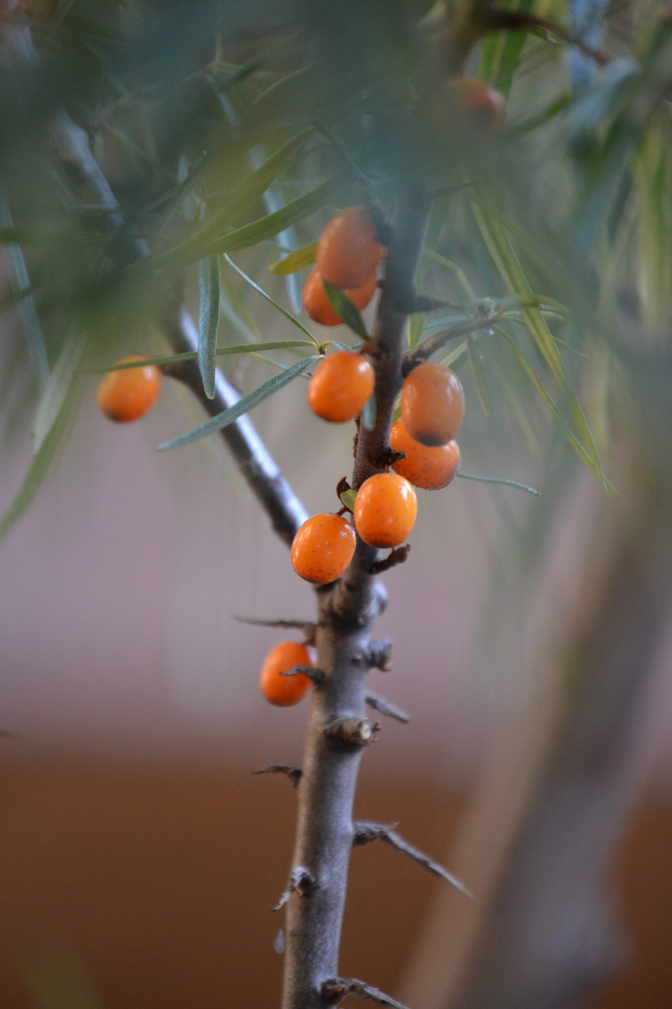 Nikon D3100 sample photo. Sanddorn photography