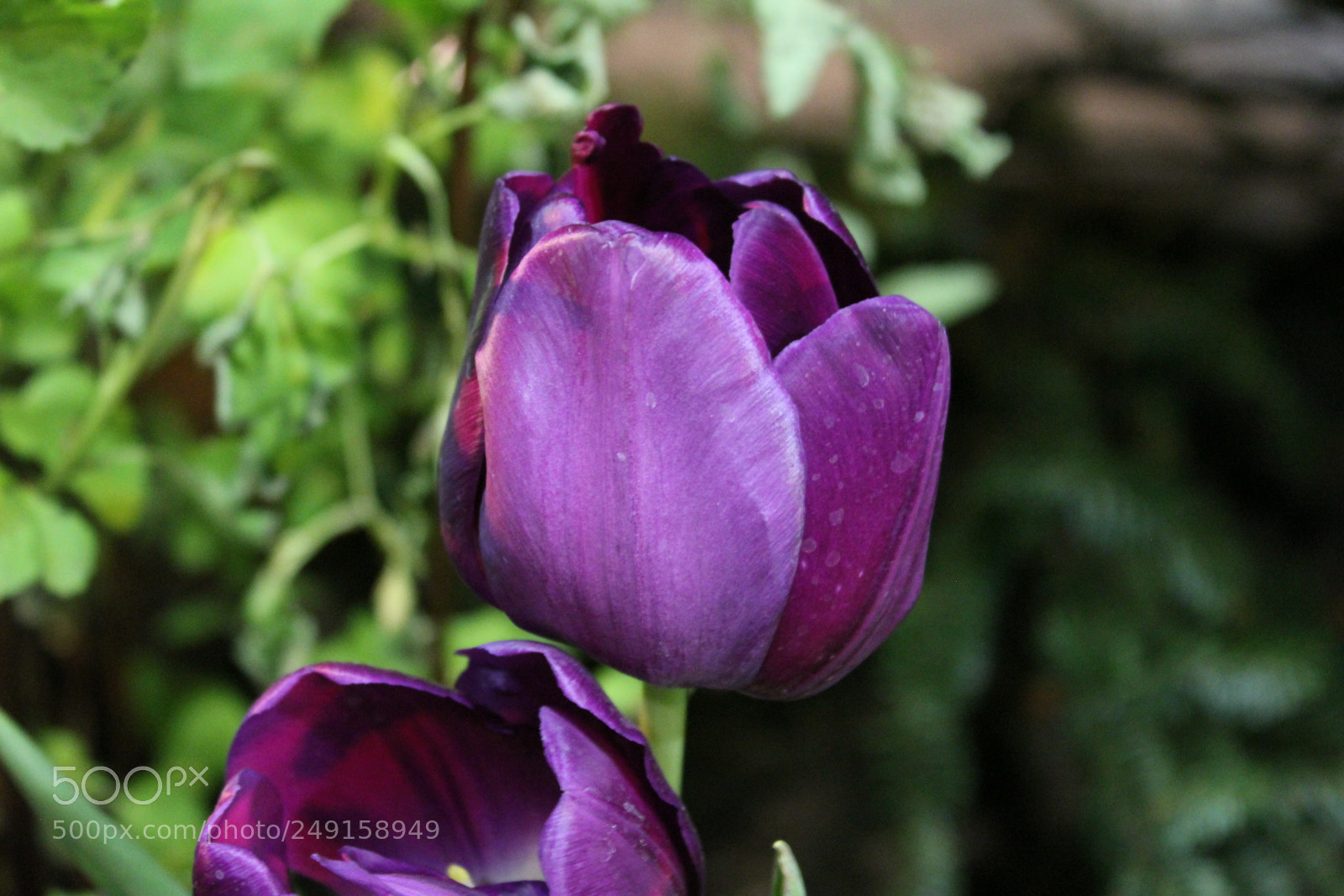 Canon EOS 550D (EOS Rebel T2i / EOS Kiss X4) sample photo. Canada blooms 2018 toronto photography