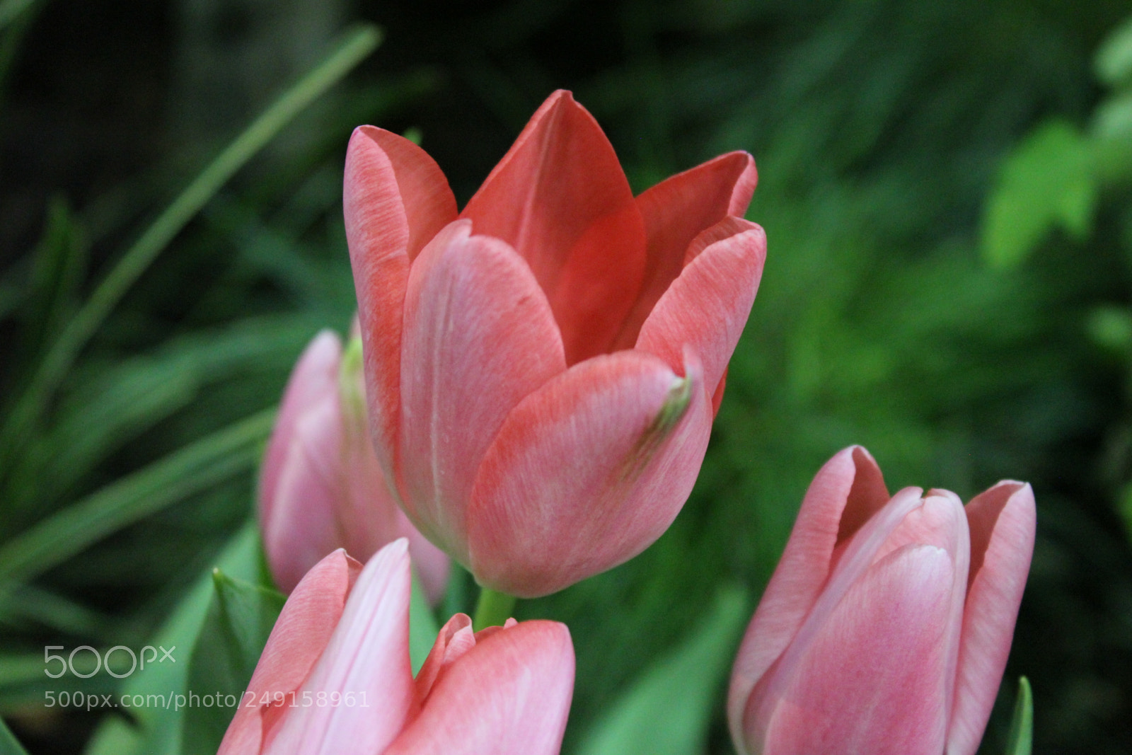 Canon EOS 550D (EOS Rebel T2i / EOS Kiss X4) sample photo. Canada blooms 2018 toronto photography