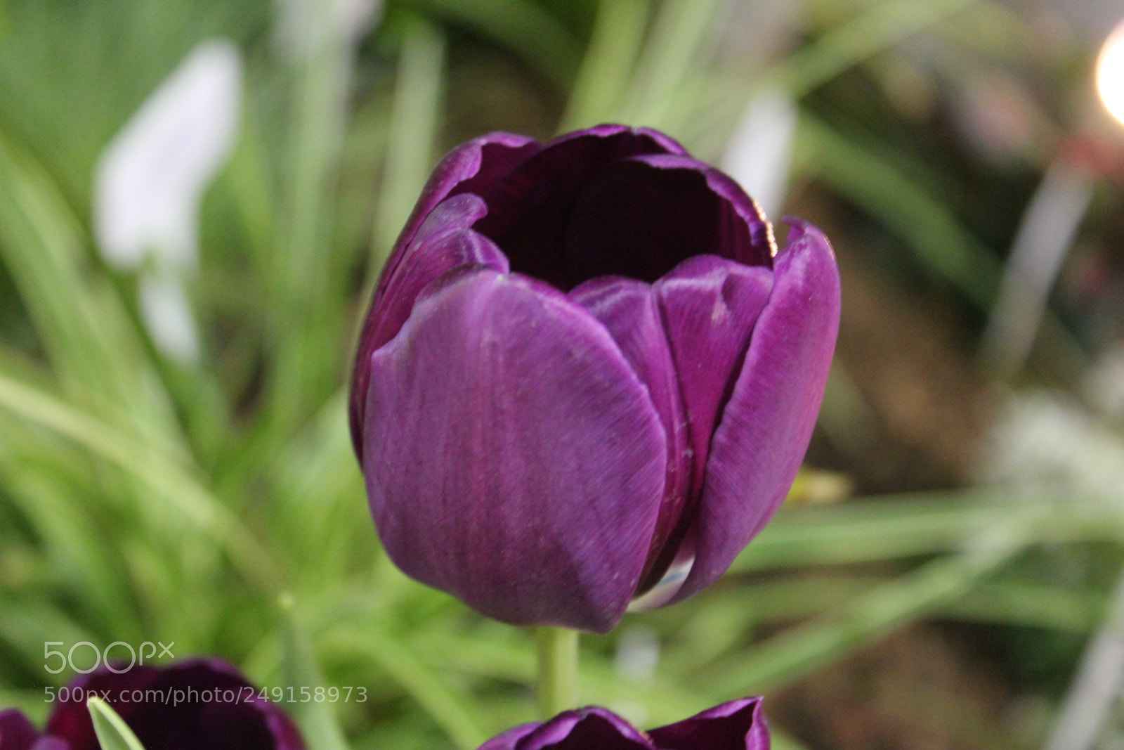 Canon EOS 550D (EOS Rebel T2i / EOS Kiss X4) sample photo. Canada blooms 2018 toronto photography