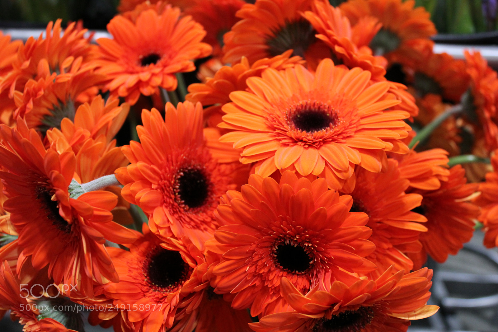 Canon EOS 550D (EOS Rebel T2i / EOS Kiss X4) sample photo. Canada blooms 2018 toronto photography