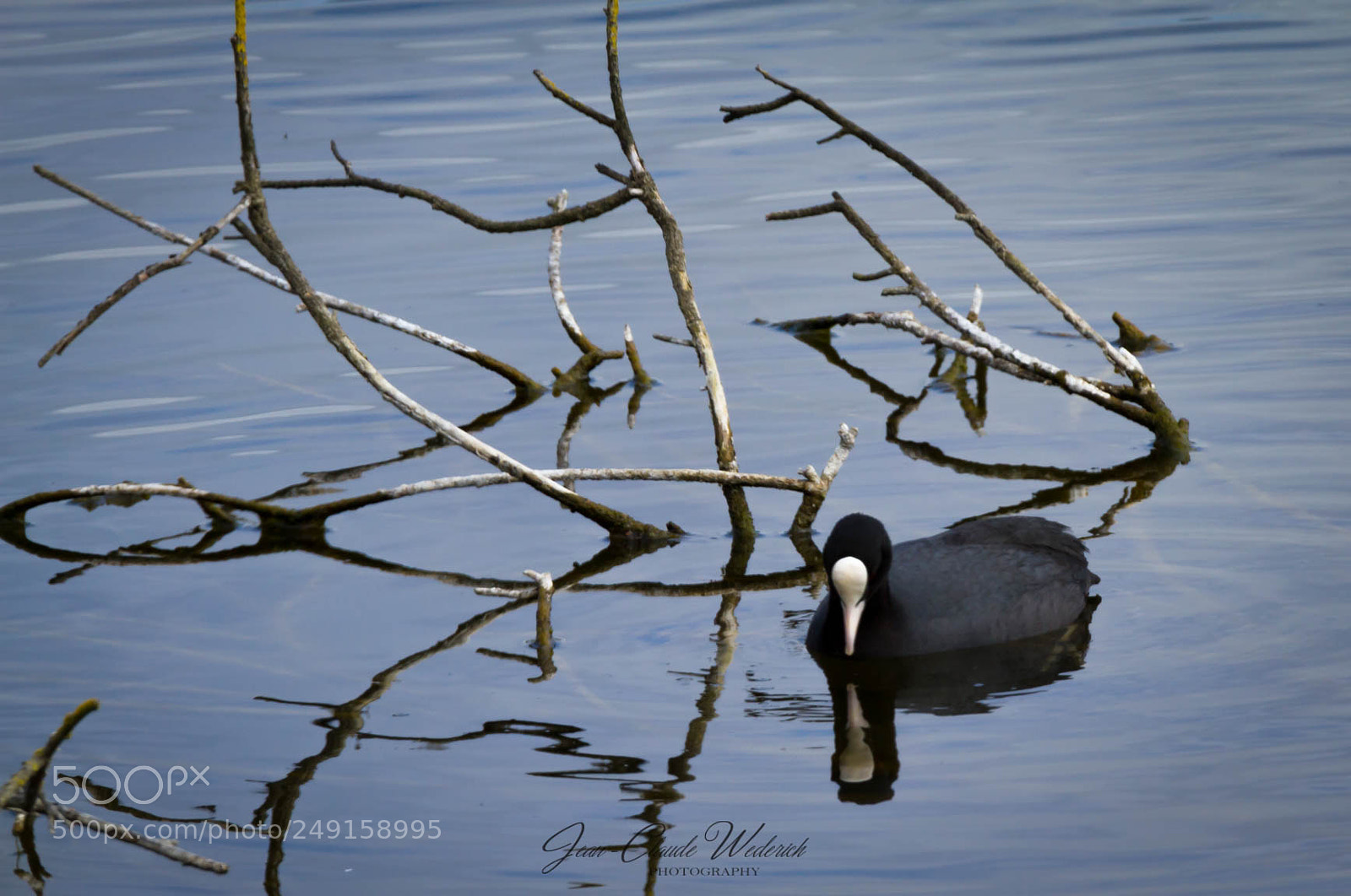 Canon EOS 7D sample photo. Foulque macroule photography