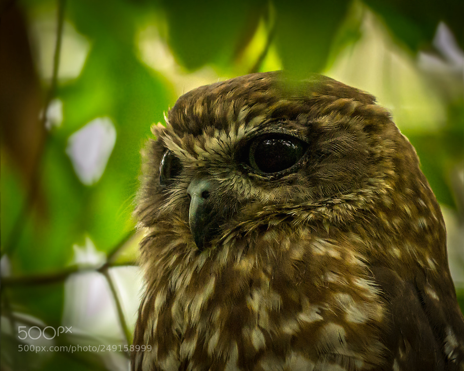 Pentax K-5 sample photo. Boobook photography