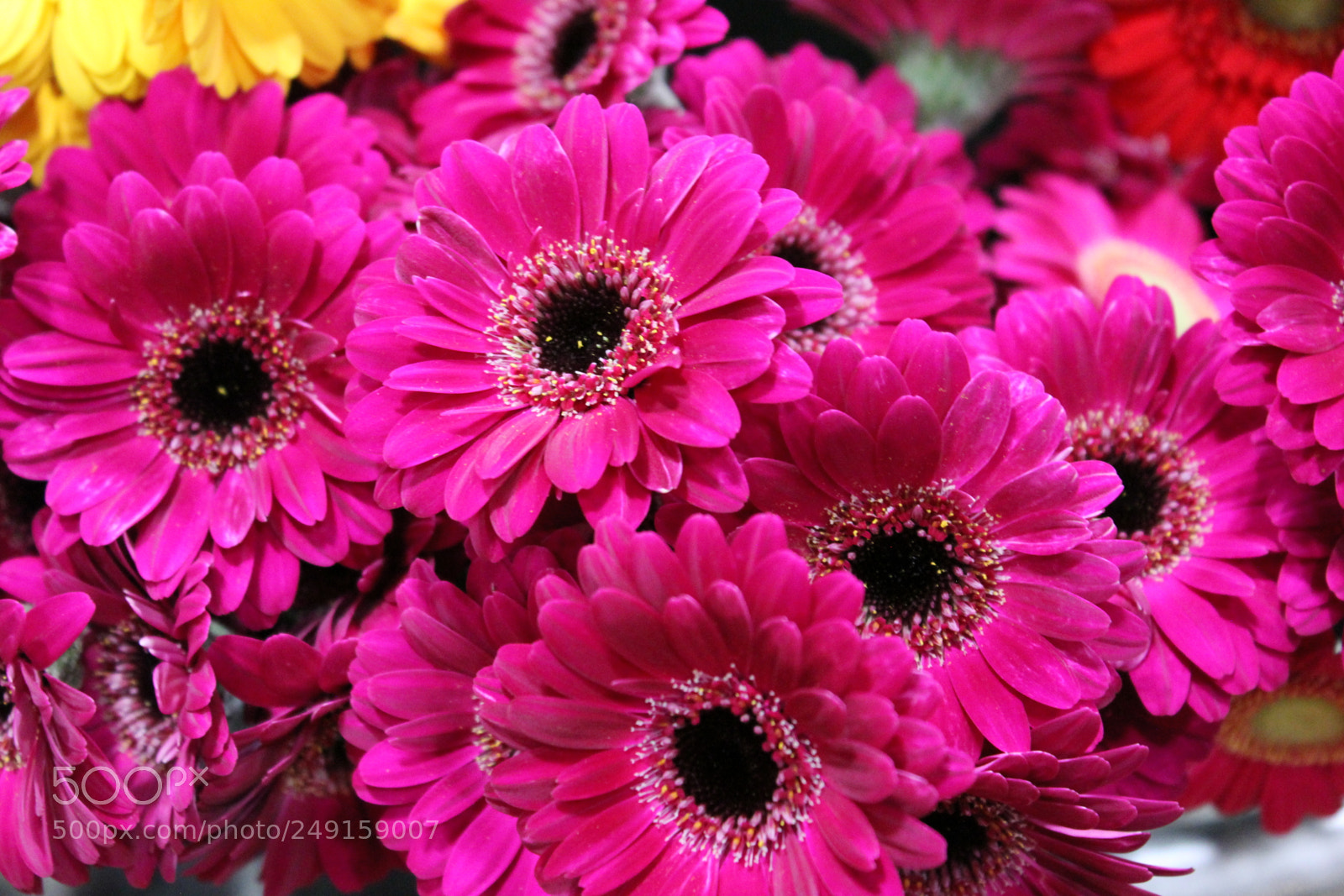 Canon EOS 550D (EOS Rebel T2i / EOS Kiss X4) sample photo. Canada blooms 2018 toronto photography