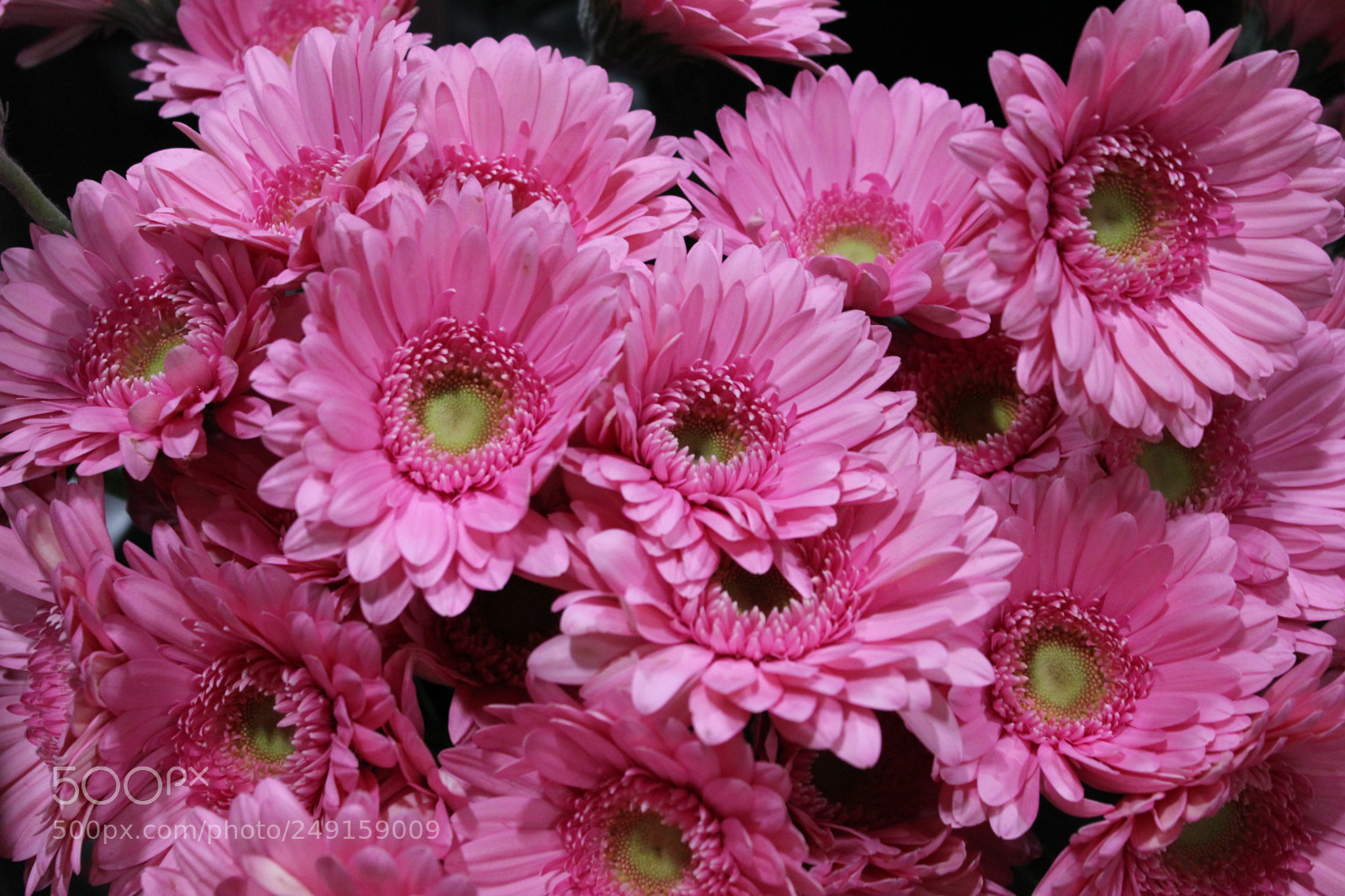 Canon EOS 550D (EOS Rebel T2i / EOS Kiss X4) sample photo. Canada blooms 2018 toronto photography