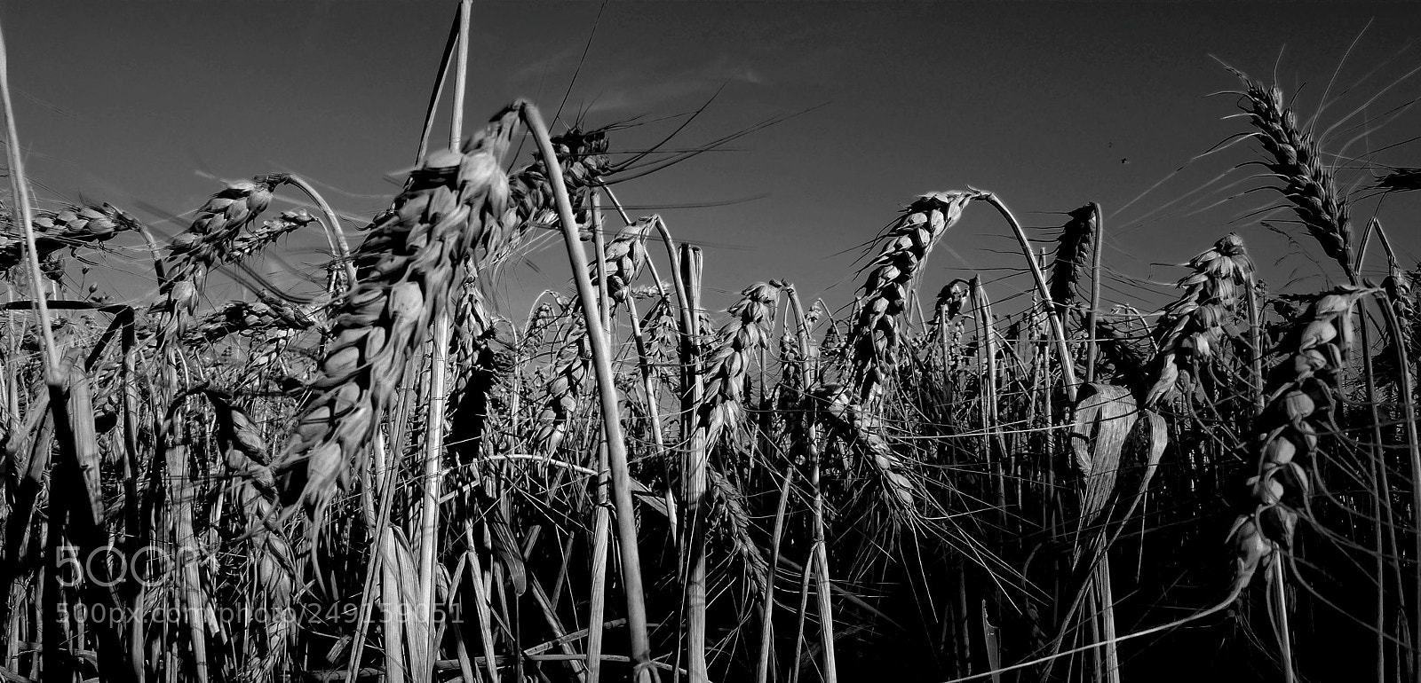 Panasonic Lumix DMC-FZ200 sample photo. Grain. photography