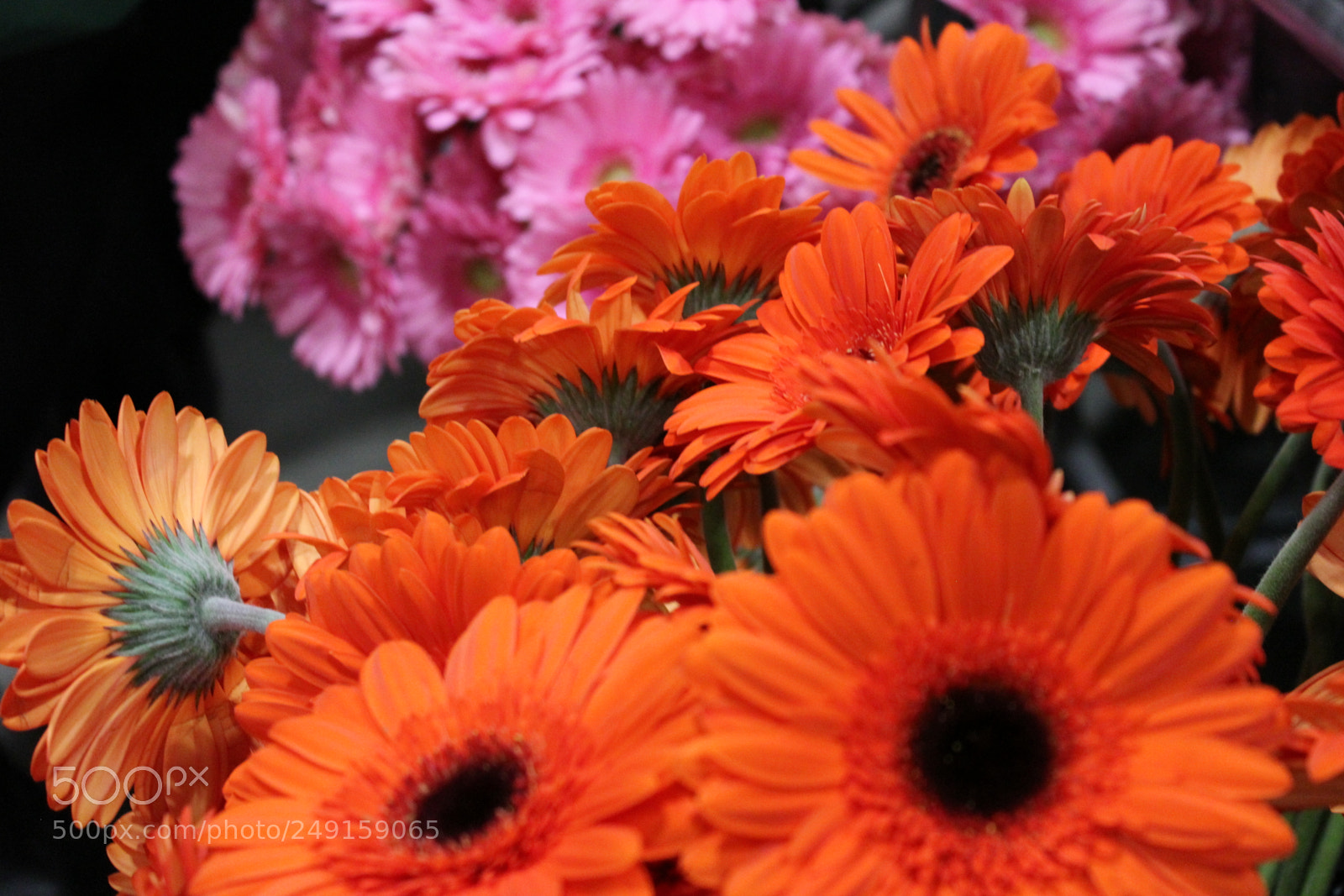 Canon EOS 550D (EOS Rebel T2i / EOS Kiss X4) sample photo. Canada blooms 2018 toronto photography
