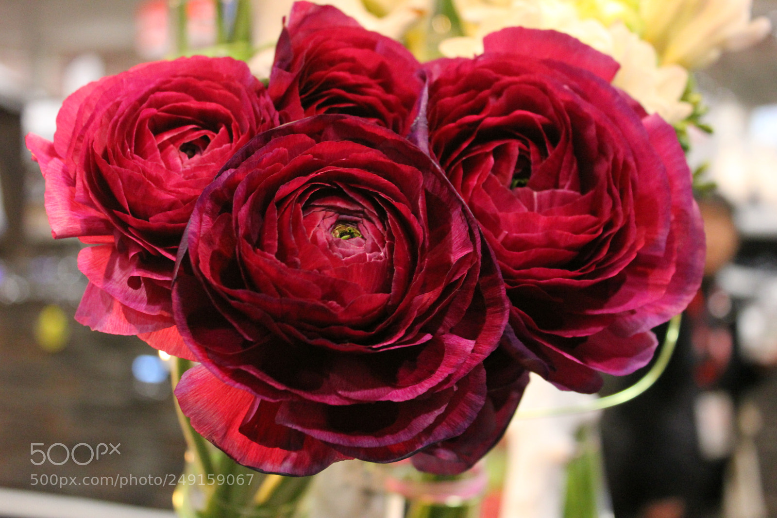 Canon EOS 550D (EOS Rebel T2i / EOS Kiss X4) sample photo. Canada blooms 2018 toronto photography