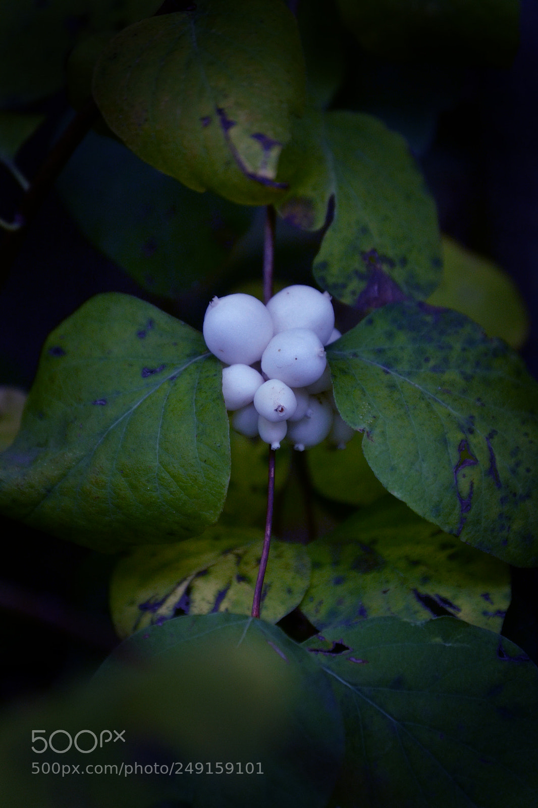 Nikon D3100 sample photo. Knallerbse photography