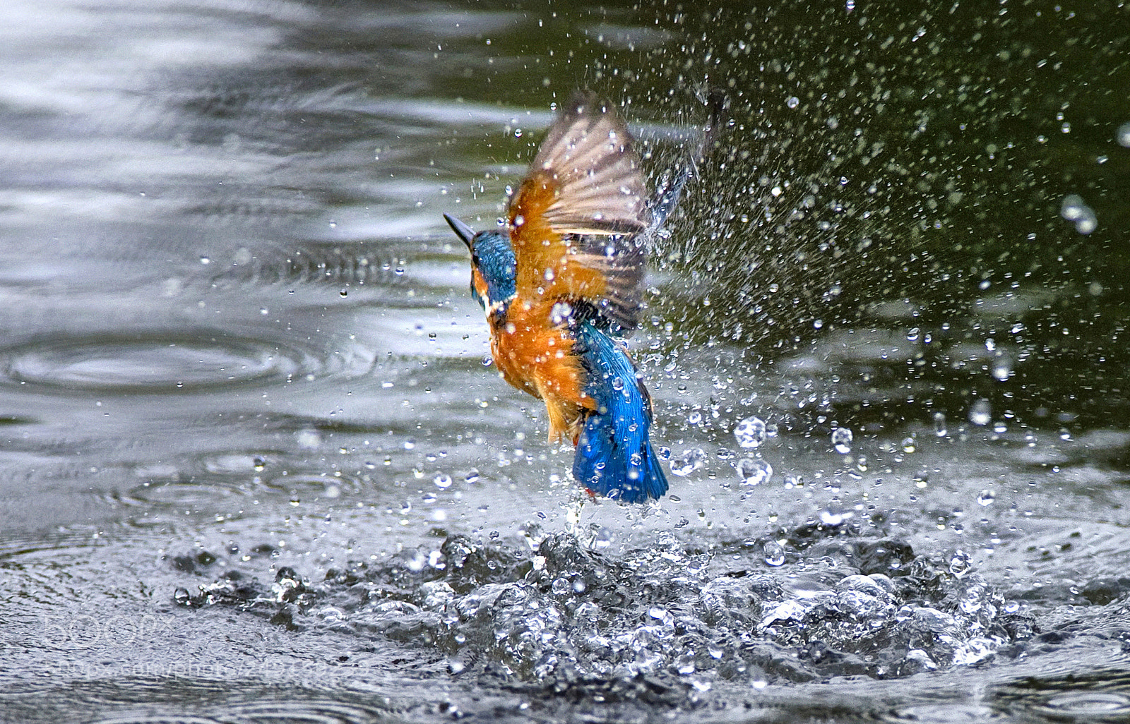 Nikon D3 sample photo. Kingfisher photography