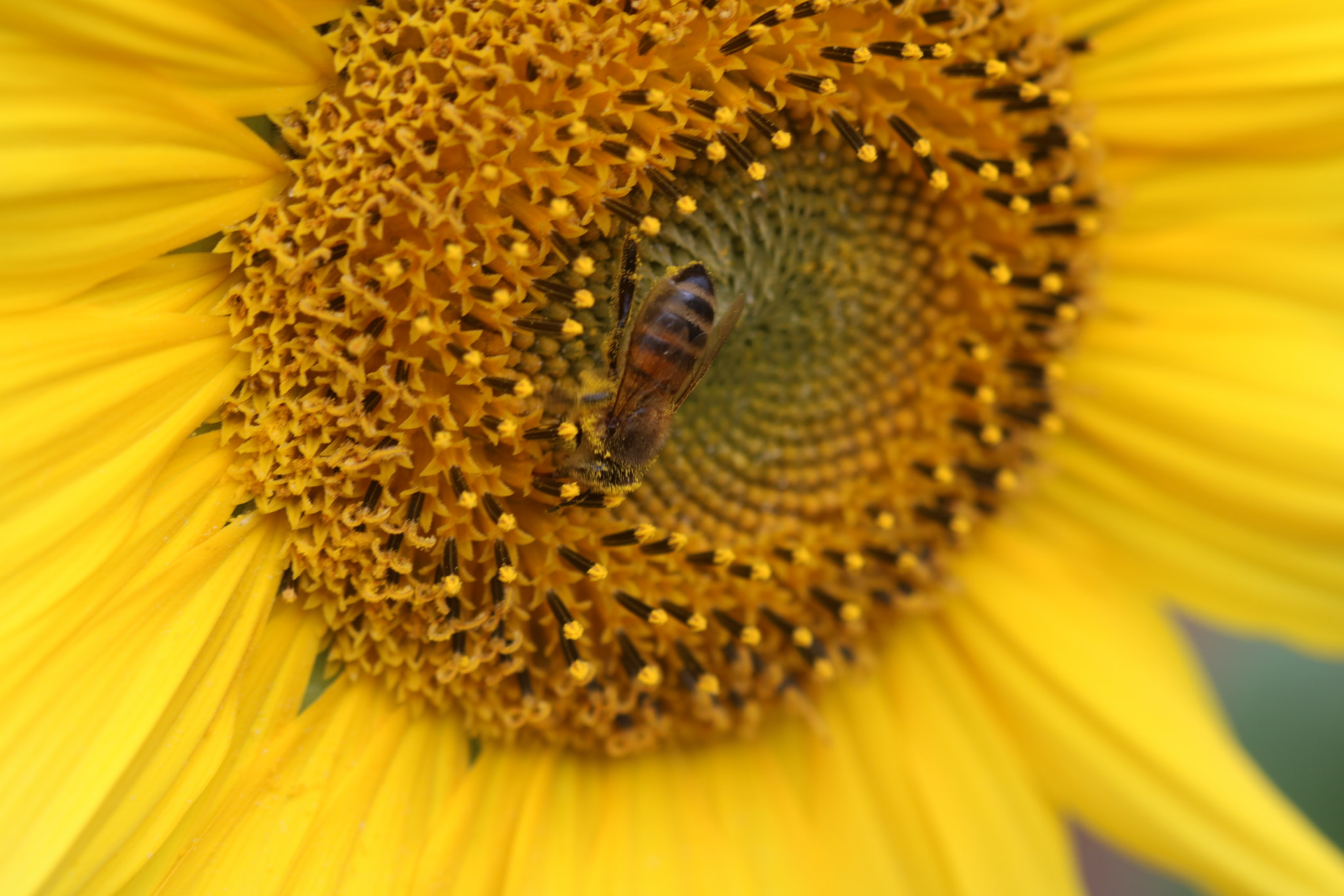 Canon EF 100mm F2.8 Macro USM sample photo. Bee on sunflower photography