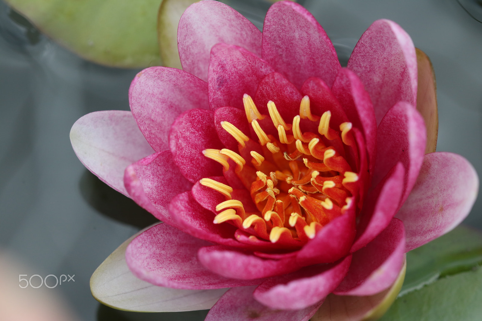 Canon EF 100mm F2.8 Macro USM sample photo. Water lily photography