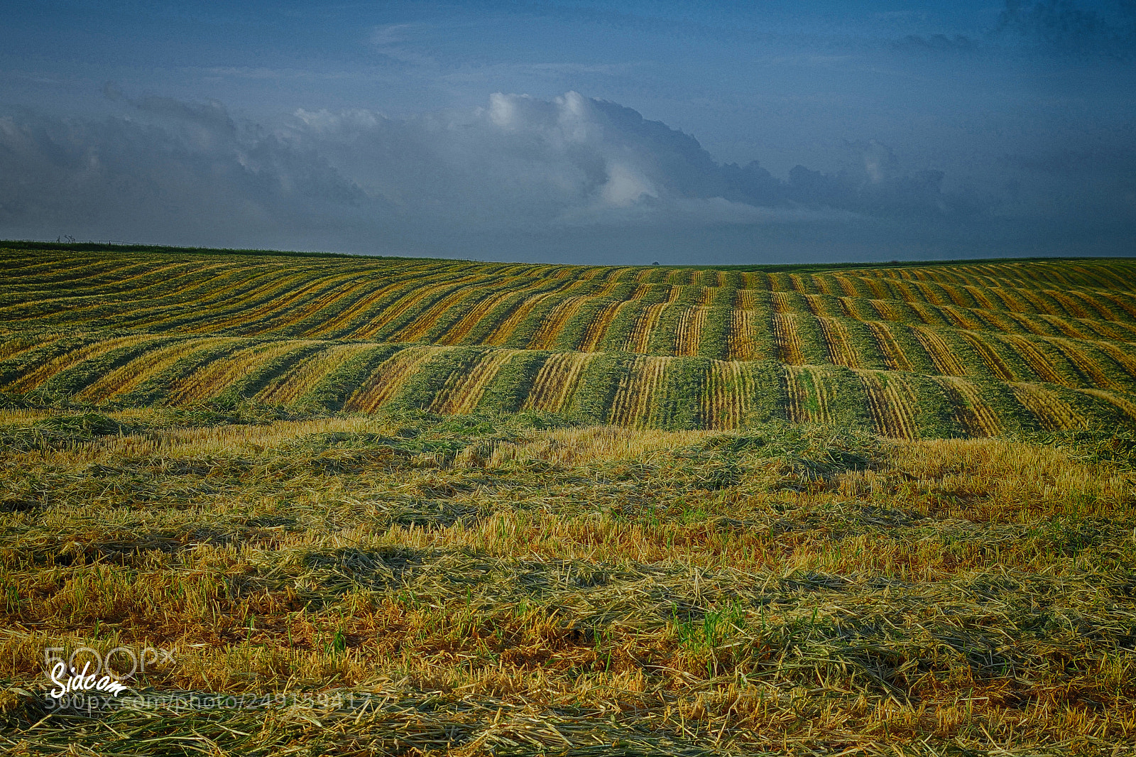 Nikon D3300 sample photo. Wheat field harvested for photography