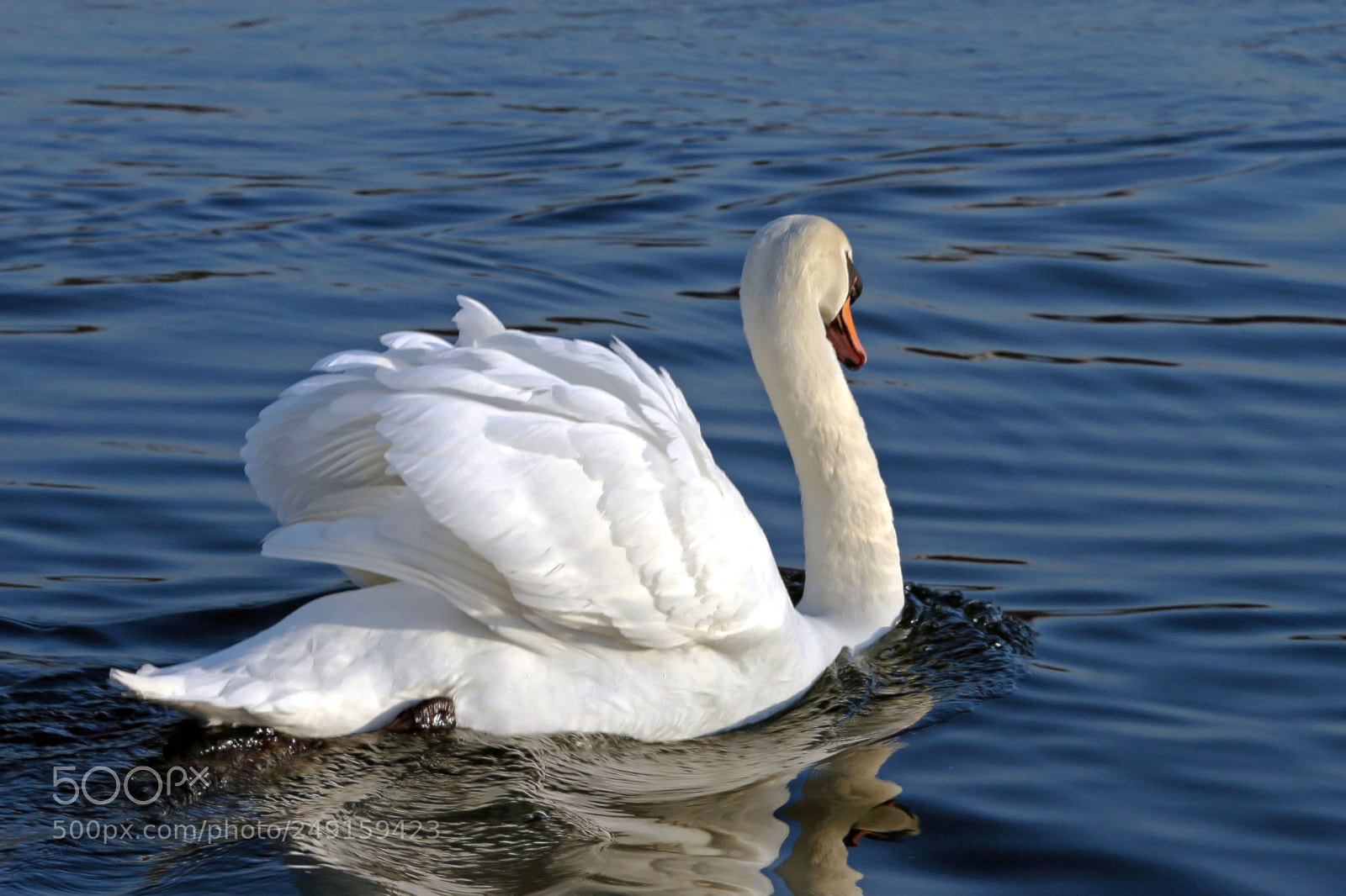 Canon EOS 30D sample photo. The swan photography