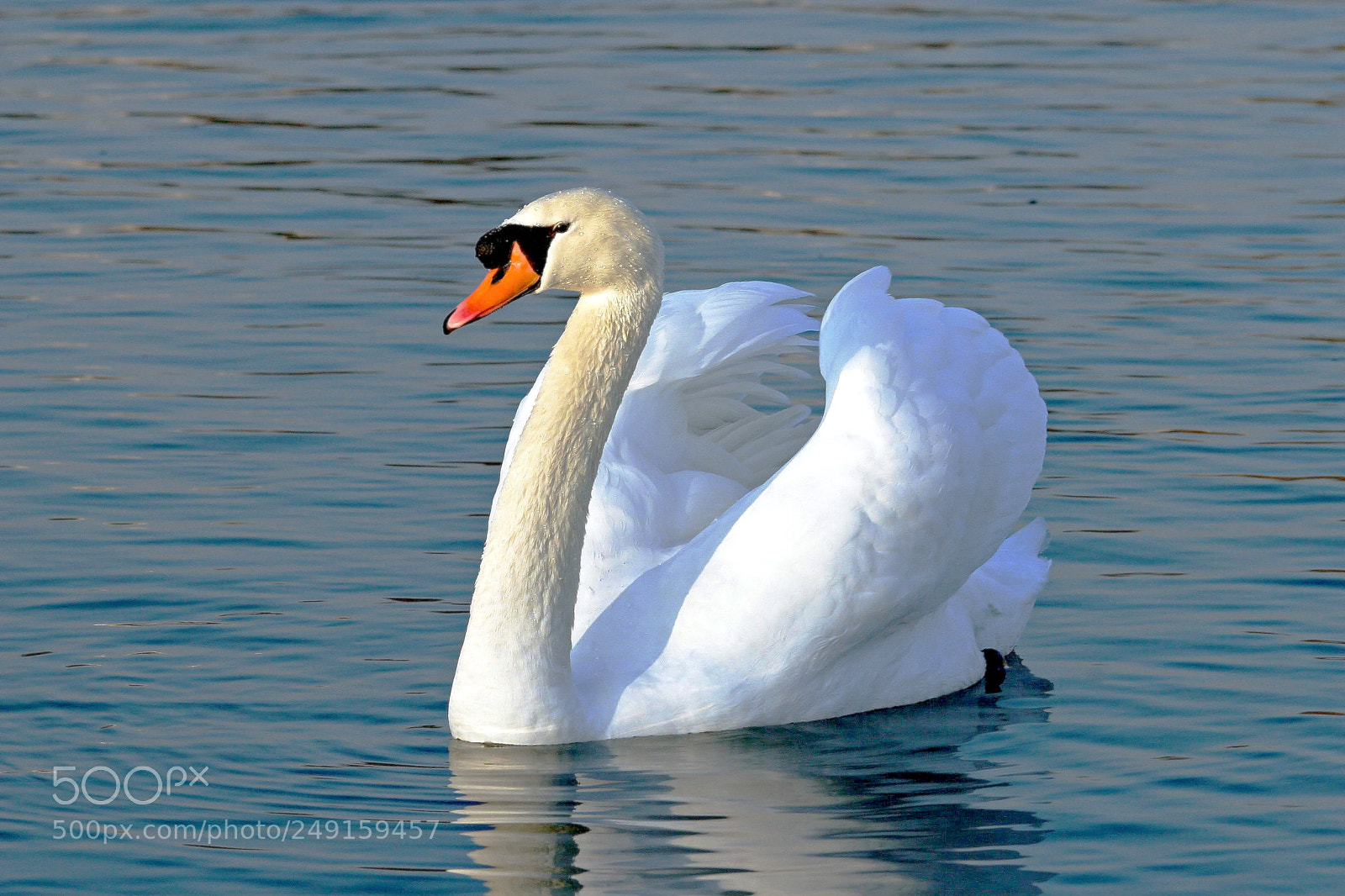 Canon EOS 30D sample photo. Swan ii photography