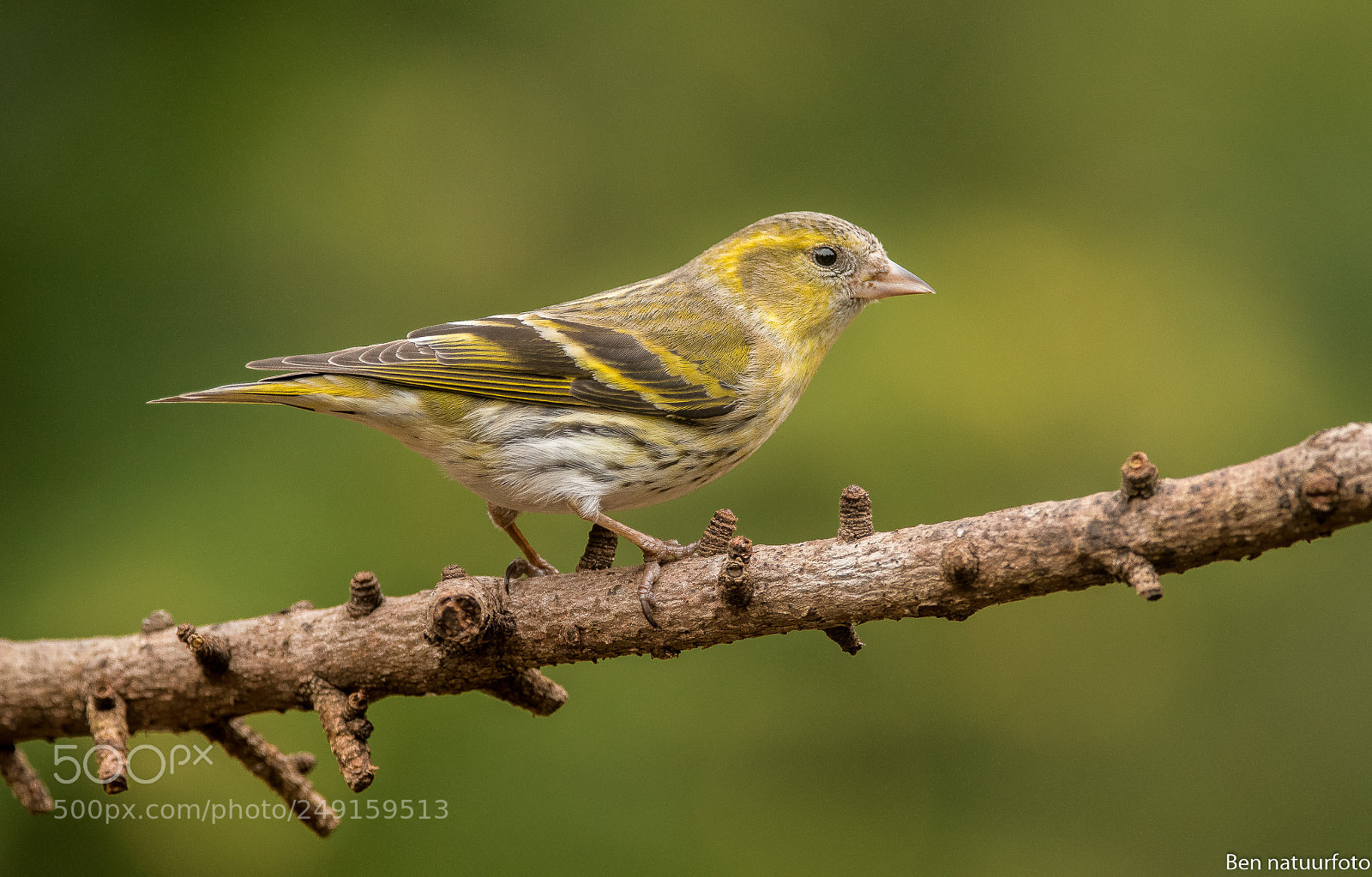Nikon D500 sample photo. Siskin photography