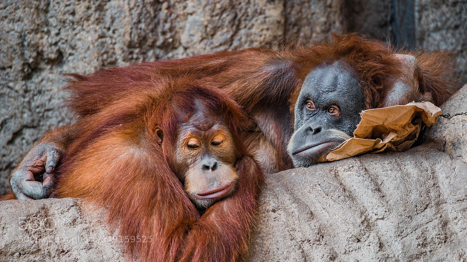 Nikon D800 sample photo. Portrait of couple of photography