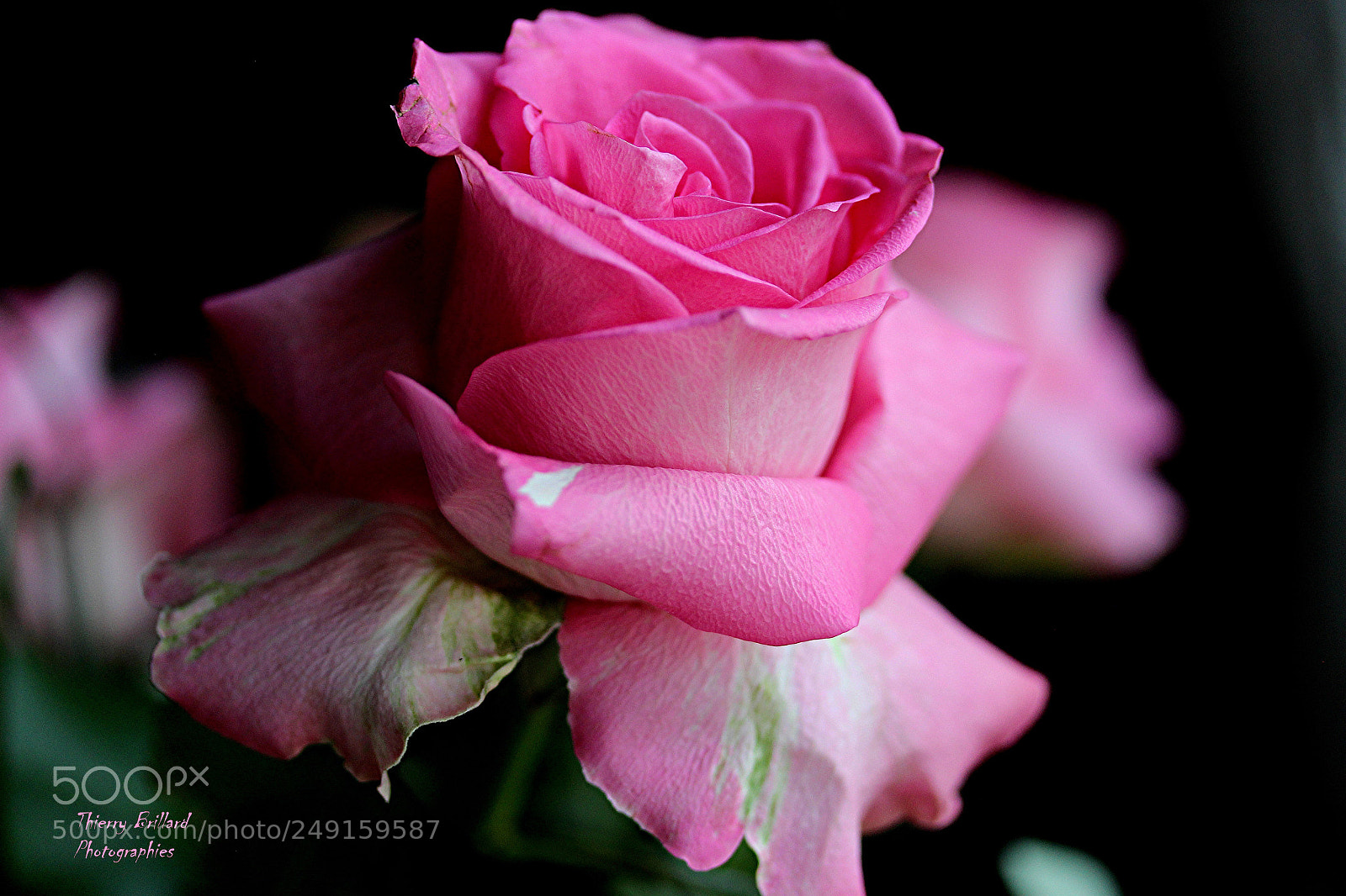 Canon EOS 600D (Rebel EOS T3i / EOS Kiss X5) sample photo. Rose épanouie photography