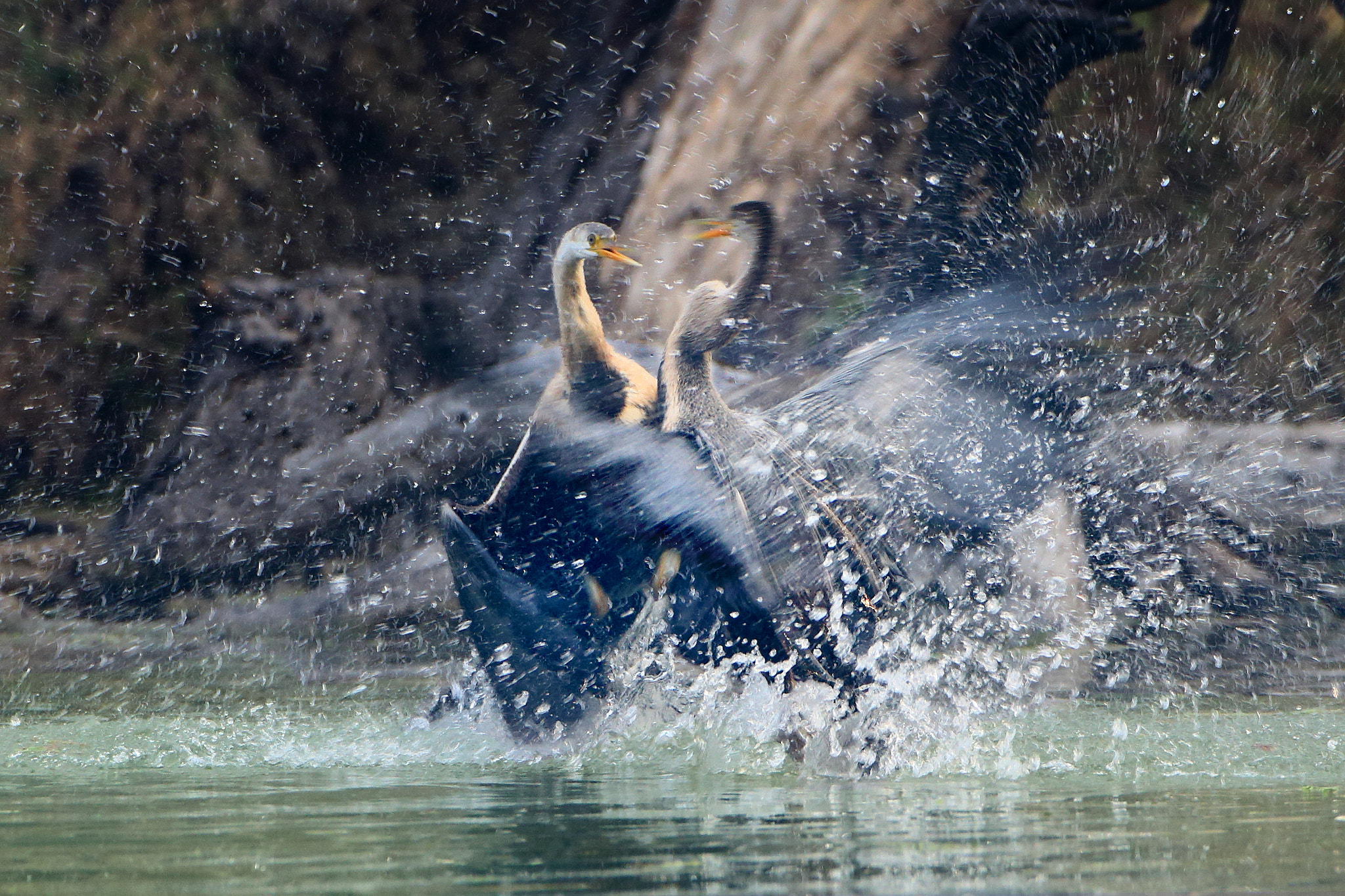 Canon EOS 70D + Canon EF 500mm F4L IS USM sample photo. Darter fight for fishing... photography