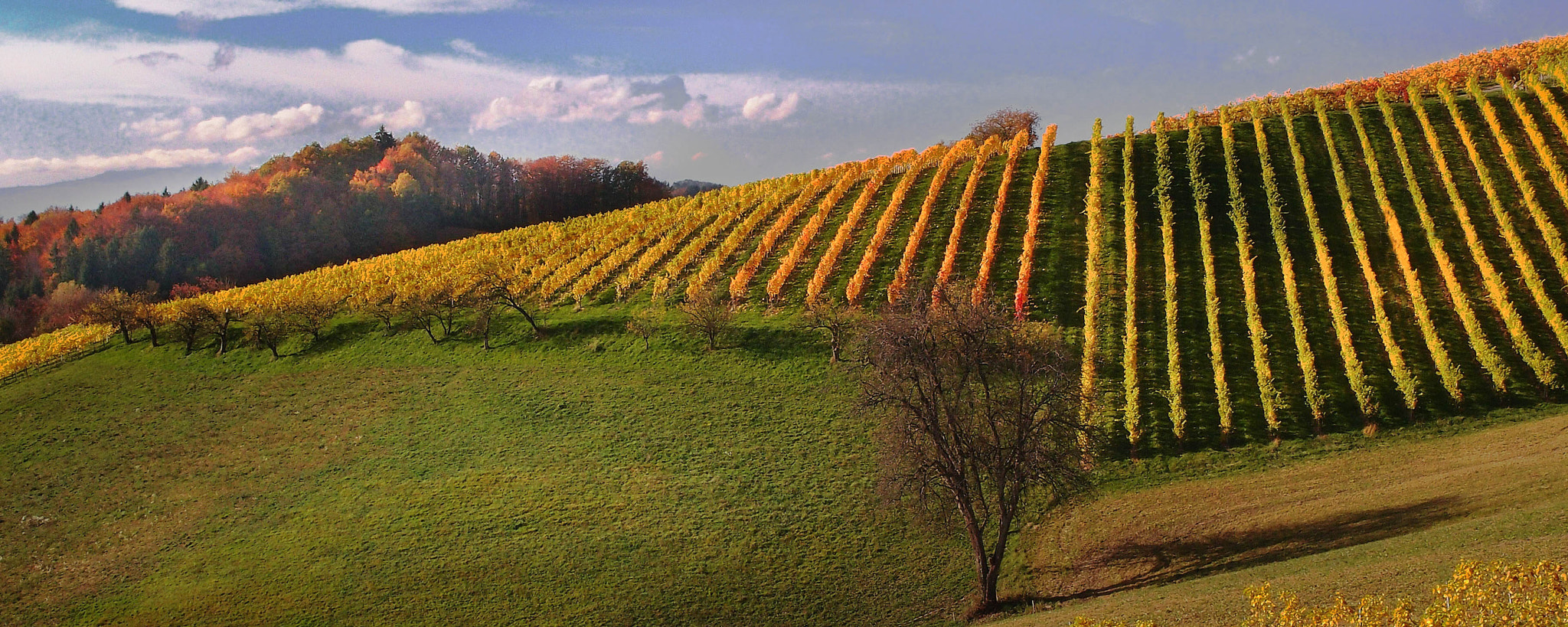 Olympus XZ-1 sample photo. Weinstrasse steiermark photography