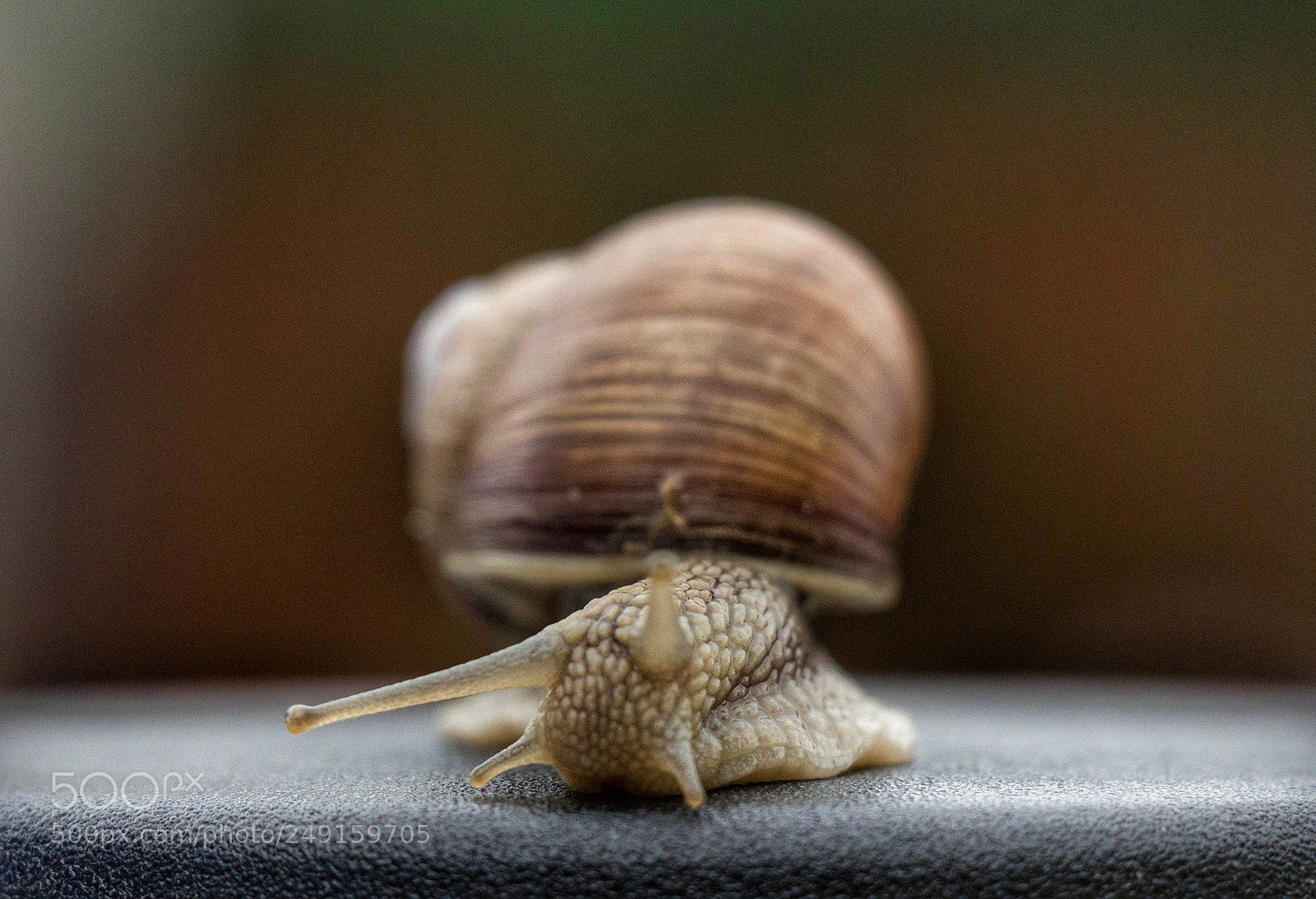 Canon EOS 600D (Rebel EOS T3i / EOS Kiss X5) sample photo. Macro snail photography