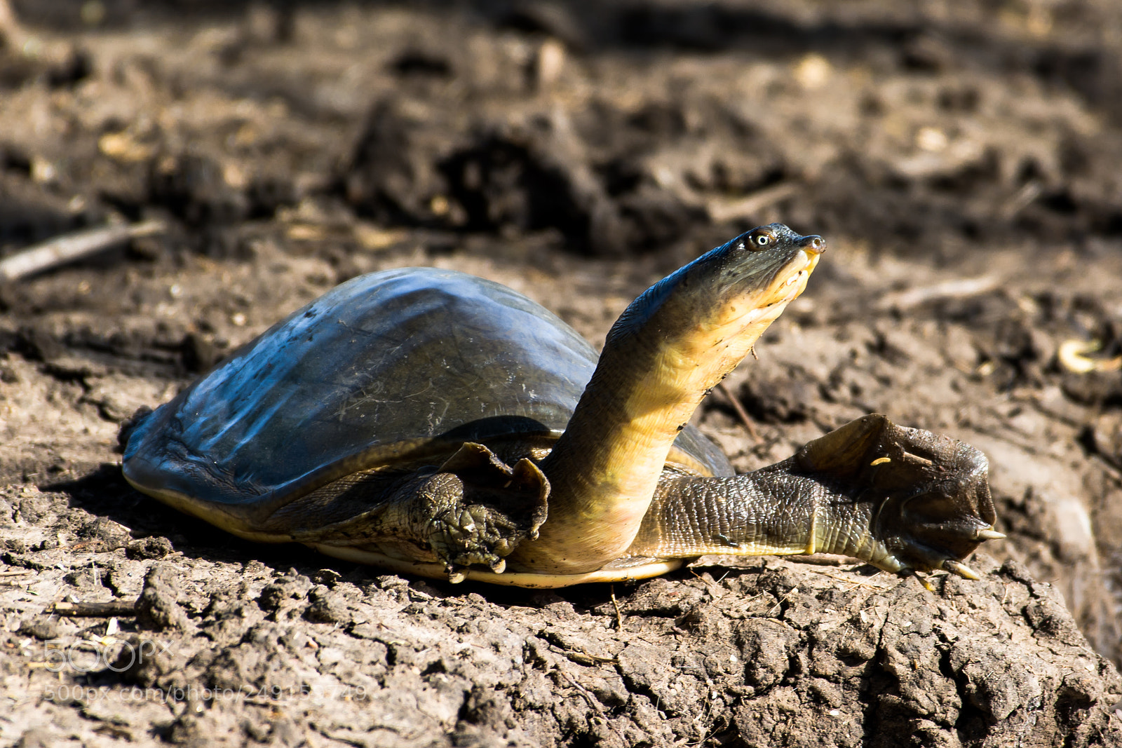 Nikon D7100 sample photo. Turtle photography