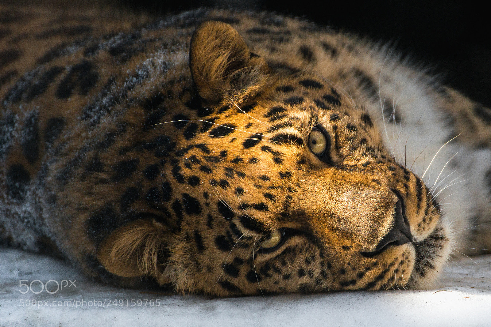 Nikon D800E sample photo. Beautiiful leopard resting in photography