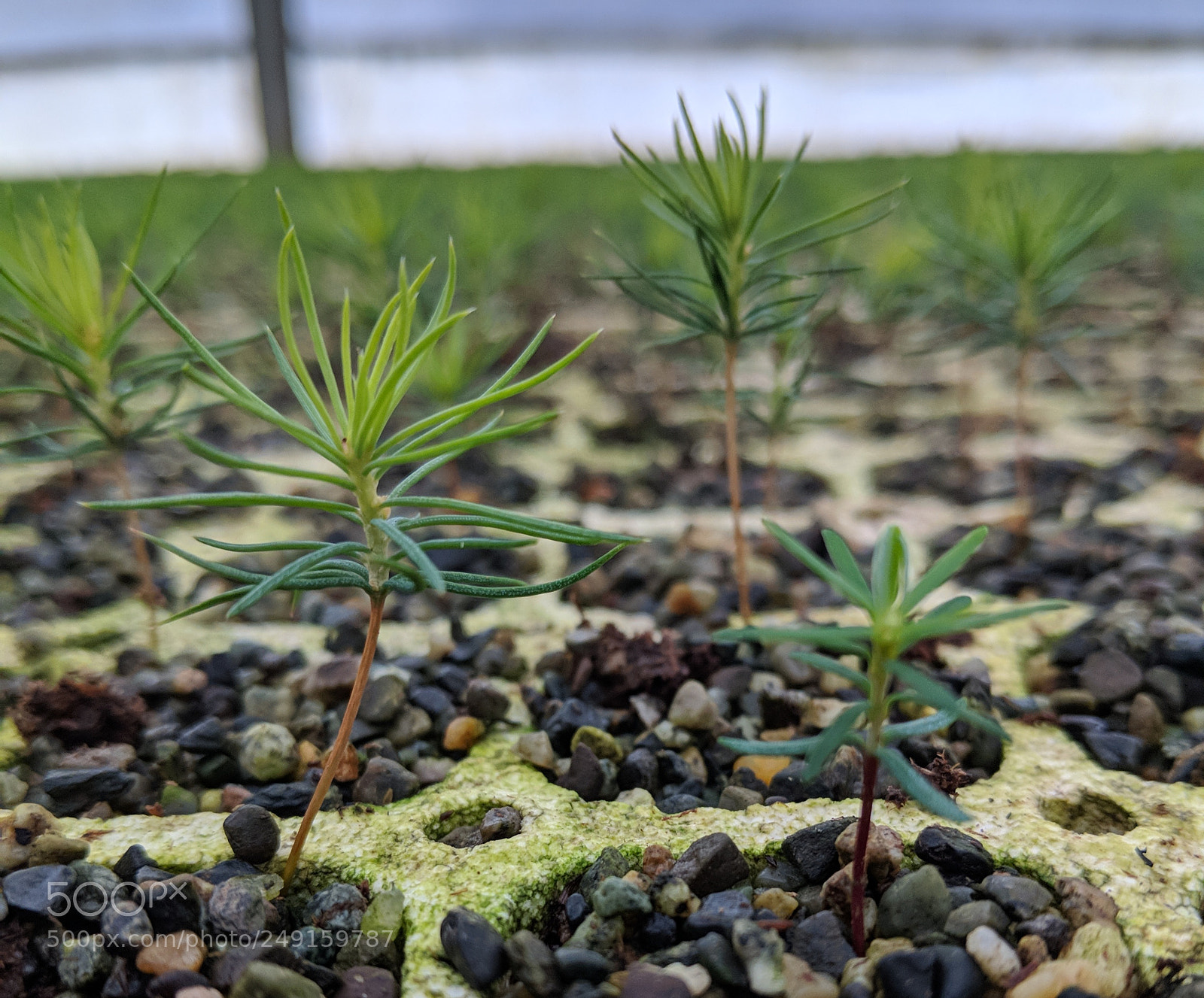 Google Pixel 2 sample photo. Spruce seedlings photography