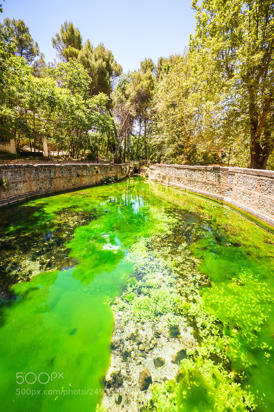 Sony a7 II sample photo. Blooming water in park photography