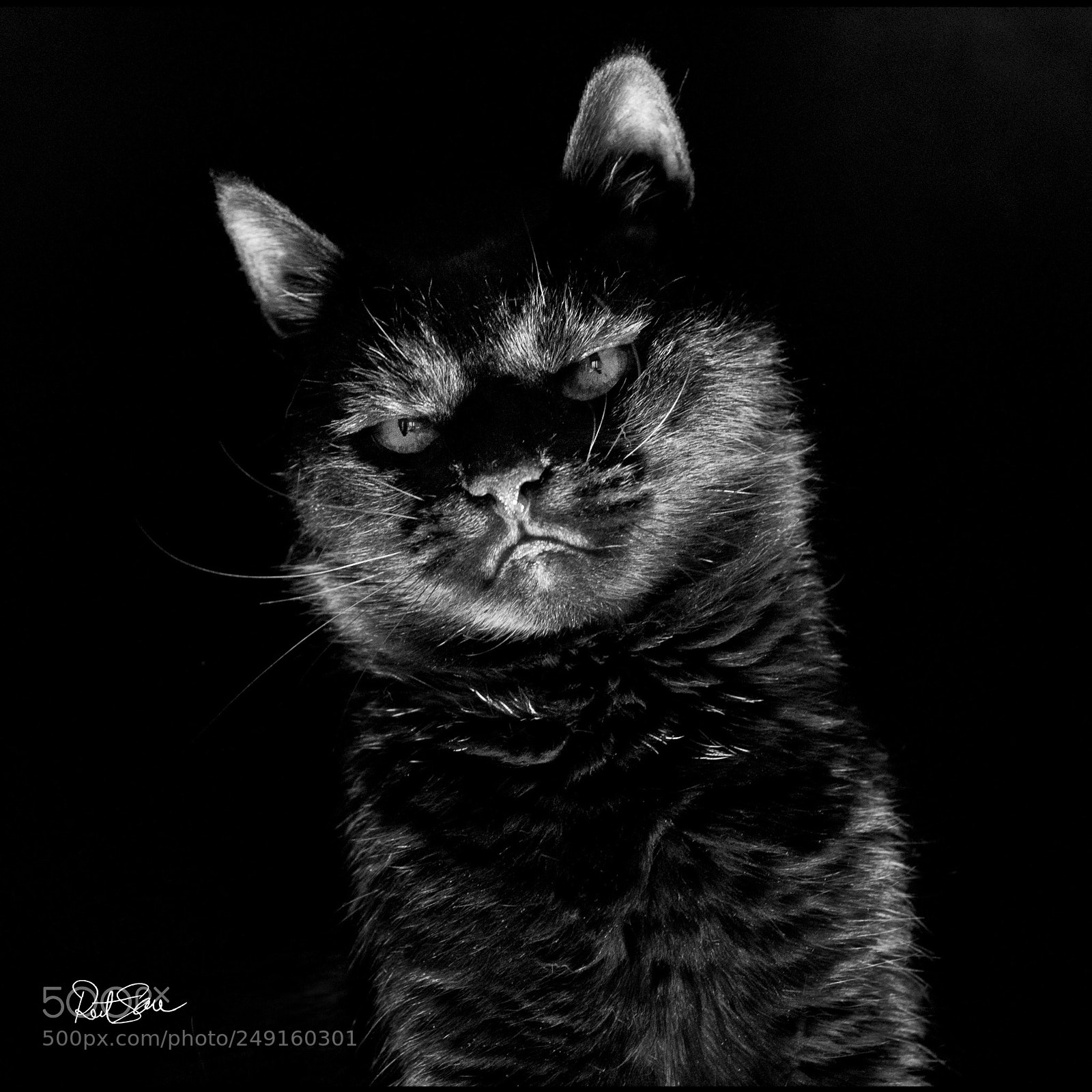Nikon D200 sample photo. The boss photography