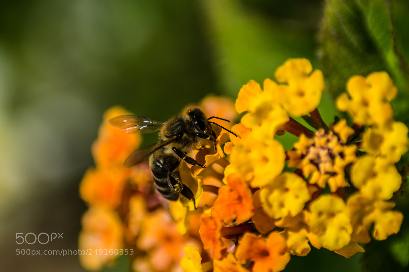 Nikon D5300 sample photo. Bee photography