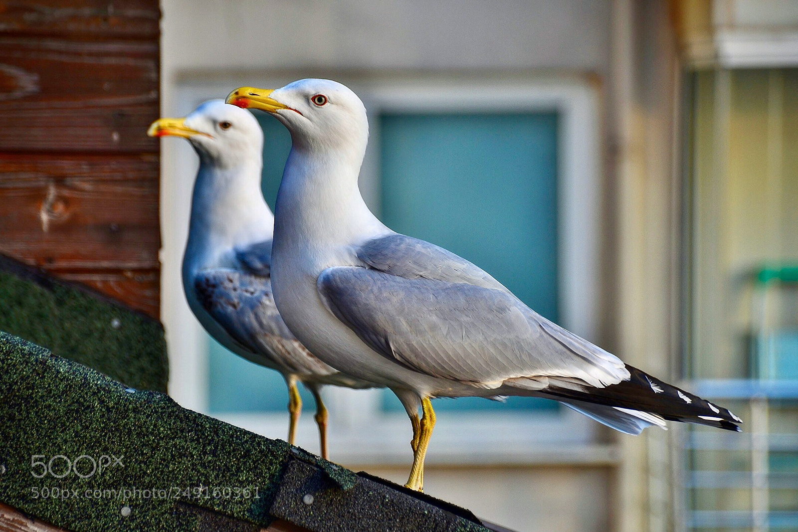 Nikon D7000 sample photo. Seagull “s beauty photography