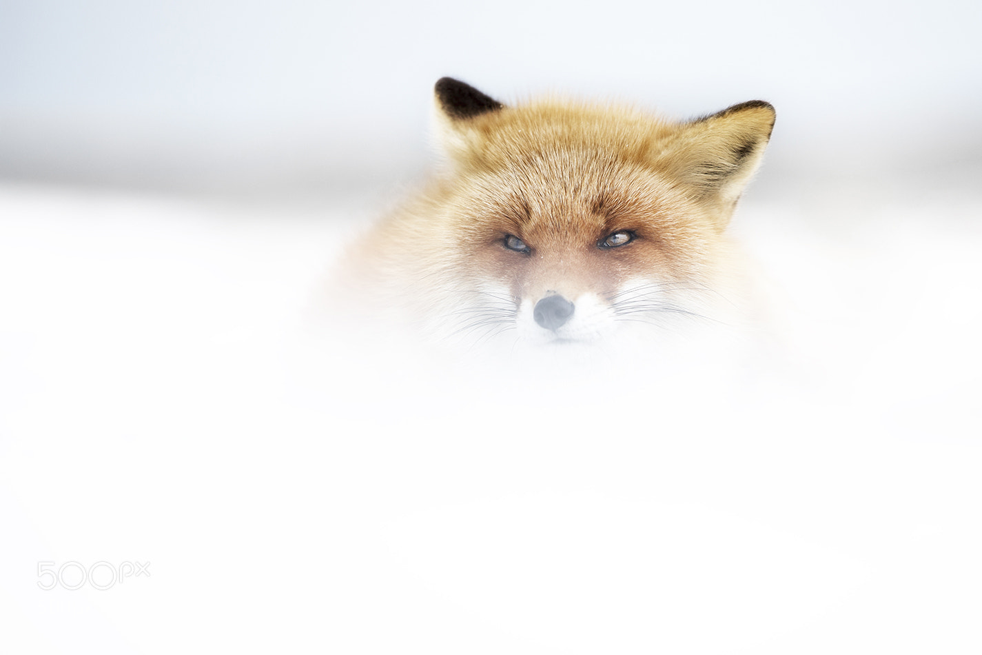 Canon EOS 5D Mark IV sample photo. Red fox photography