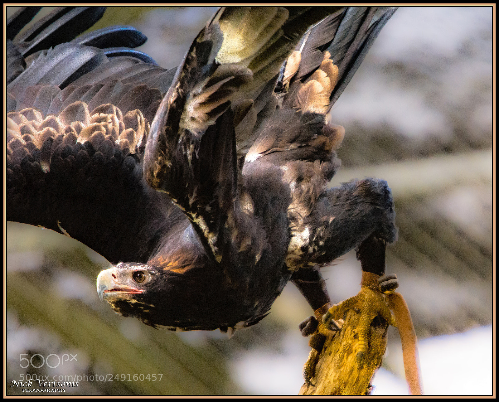 Nikon D7200 sample photo. Graceful raptor... photography