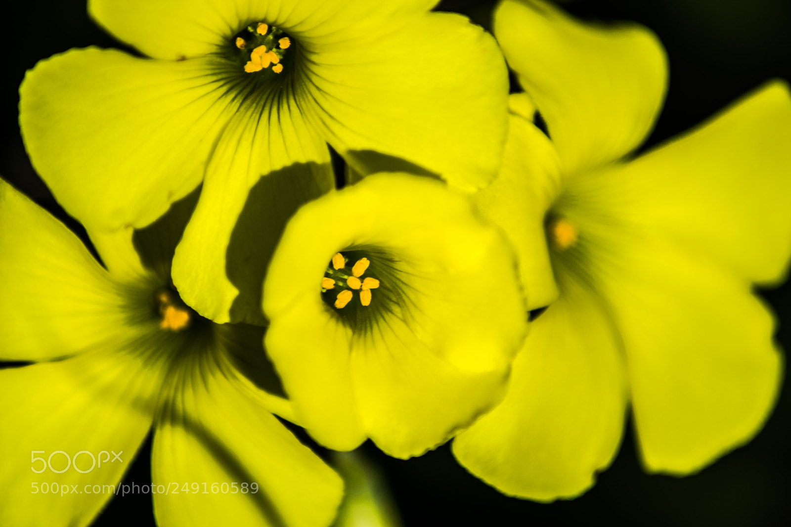 Nikon D5300 sample photo. Flowers photography