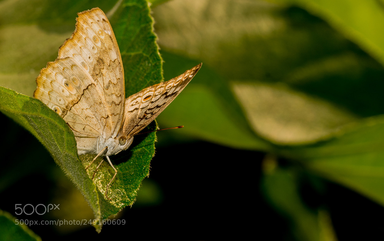 Nikon D5300 sample photo. Random butterfly photography