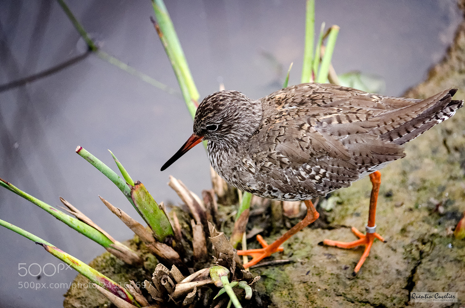 Nikon D7000 sample photo. Redshank photography