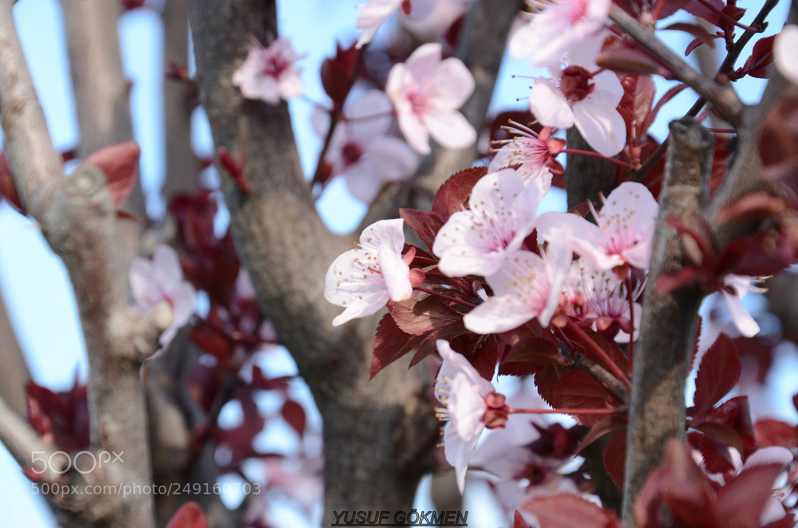 Nikon D7000 sample photo. Spring photography